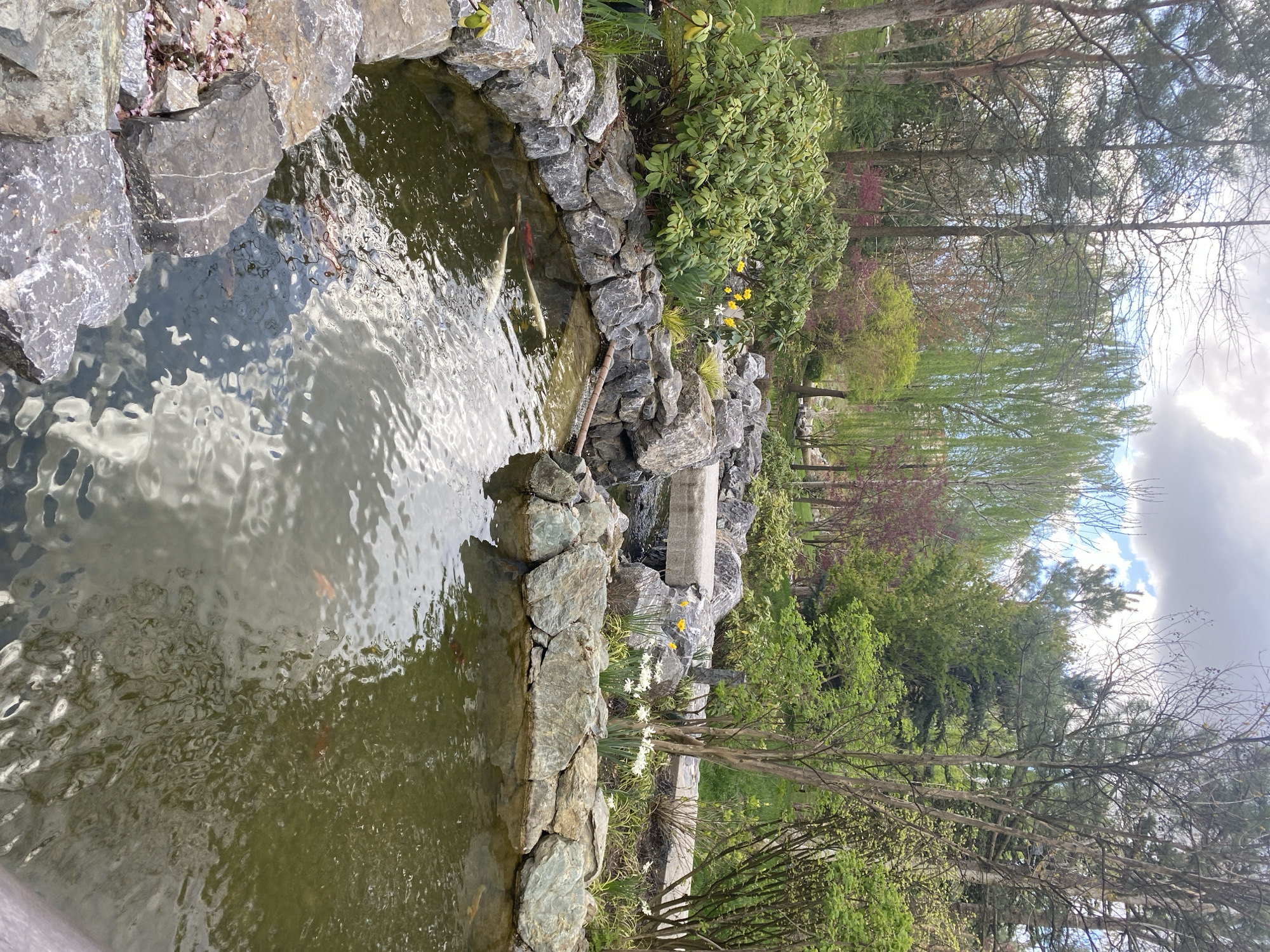 The image depicts a pond with a rock border in a park-like setting. The pond water is slightly murky, with visible ripples and reflections. Several koi fish can be seen swimming in the water. The pond is surrounded by rocks of various sizes. Beyond the rocks, there are plants, including shrubs, daffodils (yellow and white), and trees. The trees in the background are a mix of deciduous and evergreen. The sky is partially cloudy.
There is no verifiable information to suggest this location is in Krasnodar, Russia.