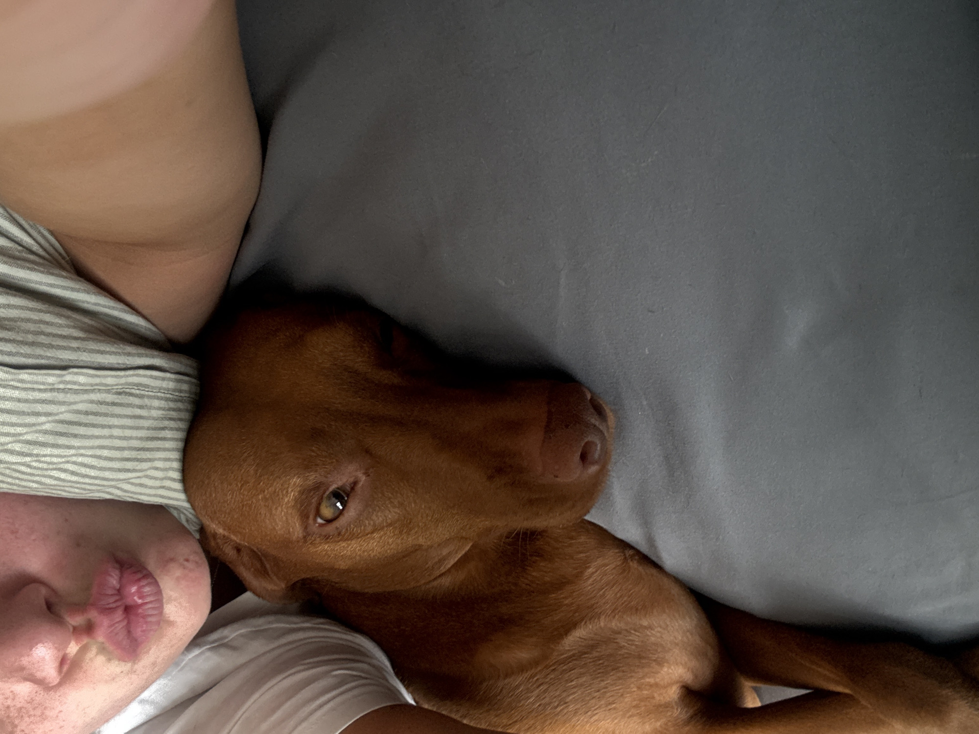 An overhead shot captures a cozy and intimate scene featuring a person and a brown dog lying close together. The human subject, partially visible on the left side of the frame, is seen from the chest up, with their head resting on a striped pillow or piece of clothing. They are making a playful "fish kiss" or puckered lip gesture towards the center of the image. Their skin appears fair with some freckles.
Beside the person, a short-haired, reddish-brown dog, possibly a Vizsla, is resting, its head angled towards the viewer. The dog's expressive amber eye is clearly visible, looking calmly towards the camera. Its snout and a portion of its body are also in the frame, lying on a plain grey sheet or blanket that covers the majority of the right side of the image.
The overall setting appears to be indoors, likely a bedroom, suggested by the bedding. The lighting is soft, suggesting a relaxed atmosphere. There are no visible location cues specific to Sofia, Bulgaria, nor any discernible text. The image conveys a sense of warmth, affection, and companionship between the person and their pet.