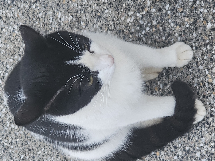 The image displays a black and white cat, commonly known as a tuxedo cat, resting on a textured ground surface. The cat is viewed from a slightly overhead perspective, lying on its side with its body curled.
The cat's fur is predominantly black on its back, ears, and the top of its head, while its belly, chest, and paws are white. It has a distinctive white muzzle and a white patch extending from its nose to its chin, surrounded by long, prominent white whiskers. One of its eyes, partially visible, appears to be a light yellowish-green color, and the cat's eyelids are slightly closed, suggesting it might be dozing or sleeping peacefully. There's a small white marking above its right eye (from the cat's perspective). Its legs are mostly white, and its paws are tucked close to its body. The tail is largely black, with some white visible near its base where it connects to the white underbelly.
The cat is positioned on a ground surface that appears to be made of concrete or asphalt, characterized by a speckled pattern of varying shades of gray and white aggregates. The lighting is bright and even, indicating daylight, and there are no harsh shadows, suggesting either an overcast day or a well-lit area without direct, intense sunlight. The overall atmosphere conveyed is one of tranquility and comfort. There is no visible text in the image.