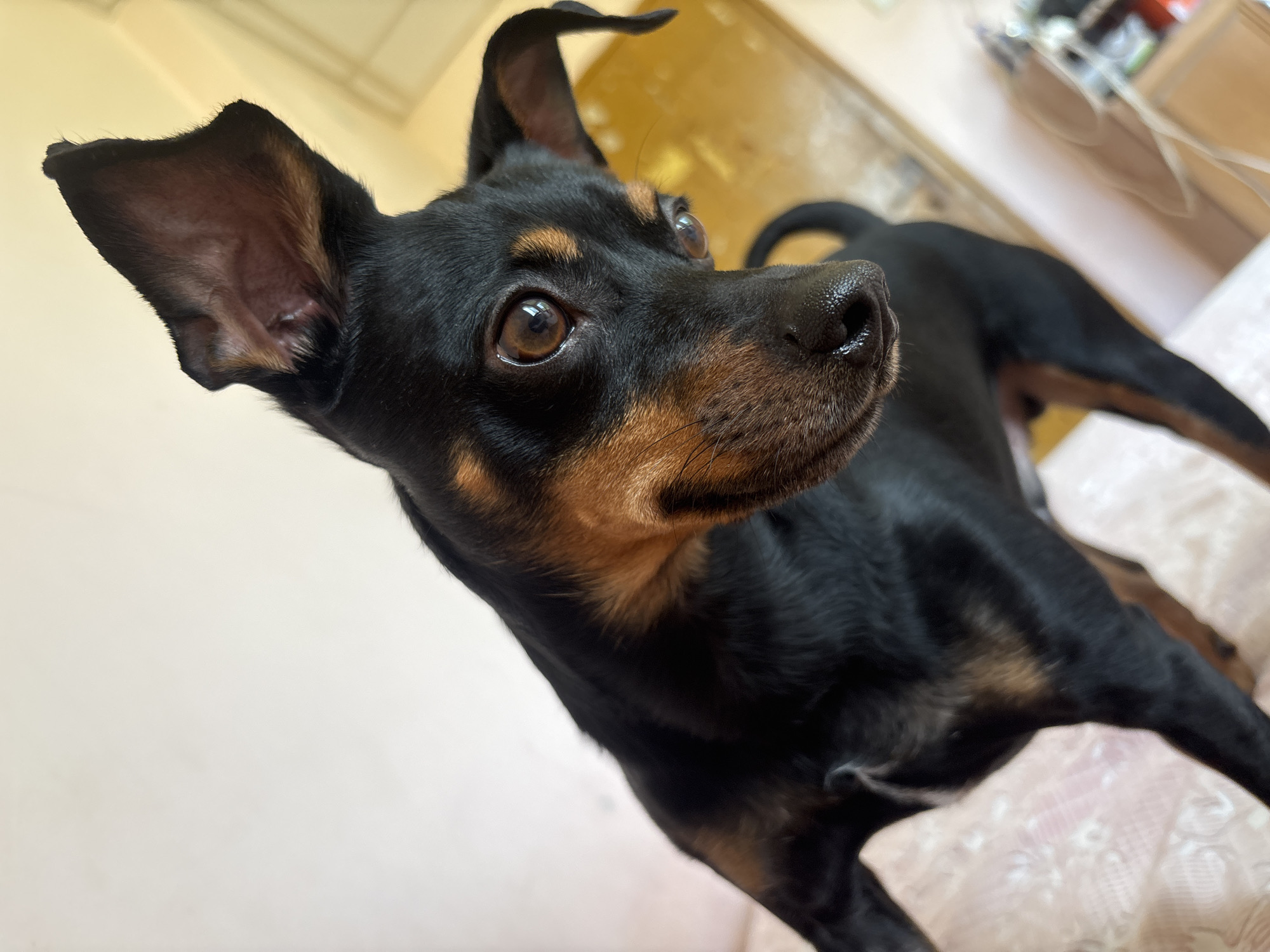 This is a close-up, eye-level, medium shot of a small black and tan dog, likely a Miniature Pinscher, indoors. The dog is positioned on the right side of the frame, facing away from the camera and looking upwards to the right. Its body is mostly black with distinct tan markings on its face, above its eyes, and on its legs.
The dog's ears are large and pointed, with one ear standing upright and the other slightly flopped. Its eyes are a warm brown color and appear alert and curious. The nose is black and wet-looking. The background is softly blurred, but hints of a light-colored wall or door are visible behind the dog, along with some indistinct objects, possibly furniture or shelves, further in the background. The lighting appears to be artificial, suggesting an indoor setting during the day or evening. The overall mood conveyed is one of gentle attentiveness and curiosity from the animal.