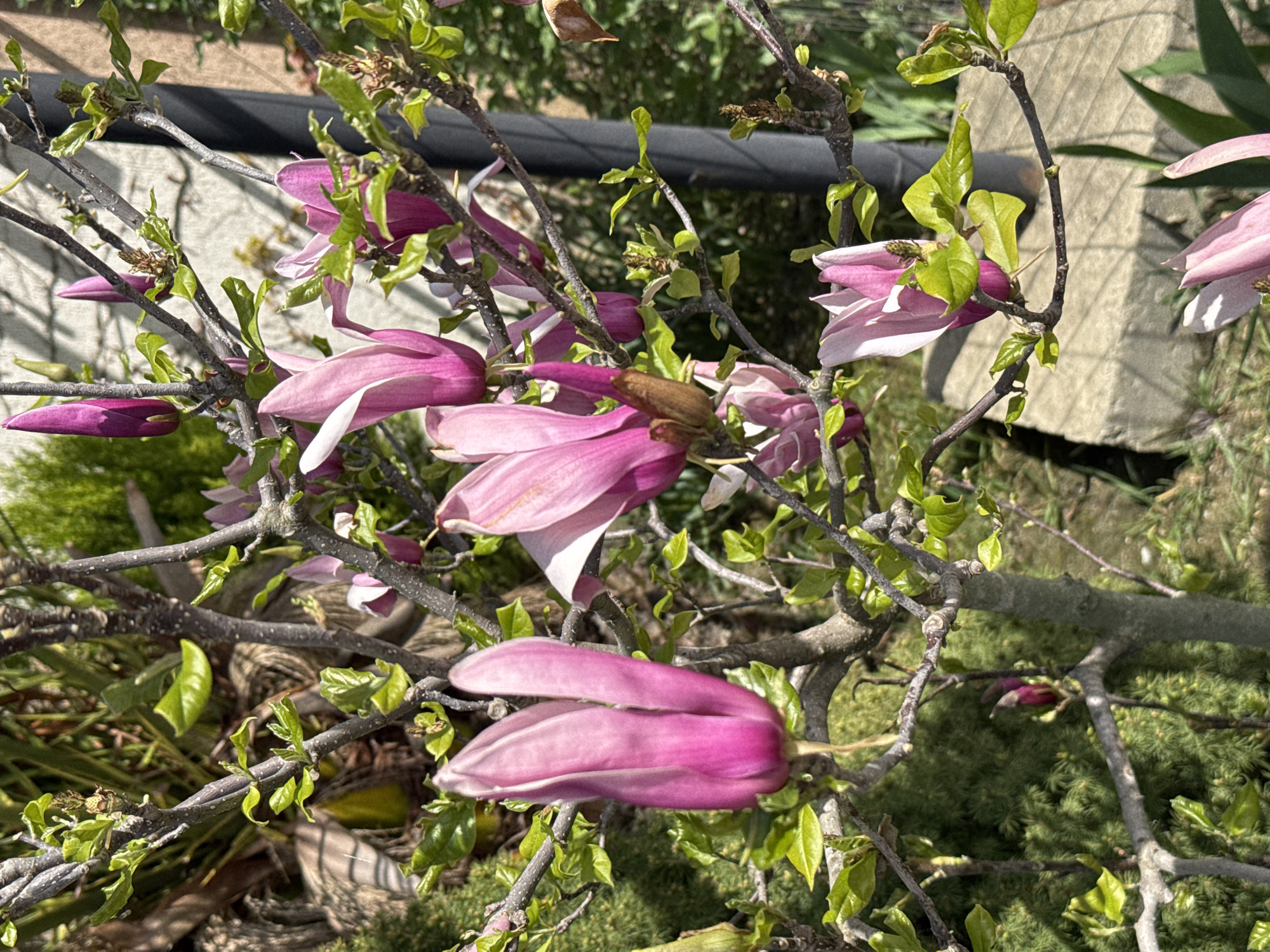 A close-up photograph reveals a flowering shrub, possibly a magnolia, with pink and white blossoms. The shrub's branches are thin and twiggy, dotted with small green leaves. The flowers are in various stages of bloom, some tightly closed buds and others with open petals. The background consists of a mix of greenery and urban elements. A section of concrete wall or structure is visible to the right, while a black metal pipe runs horizontally across the upper background. Below, a patch of ground cover is visible, with areas of shade and sunlight. The overall setting suggests a garden or landscaped area in an urban or suburban environment. While the location is specified as Verkhnevesyoloye, Russia, there is nothing in the image itself to definitively confirm this.