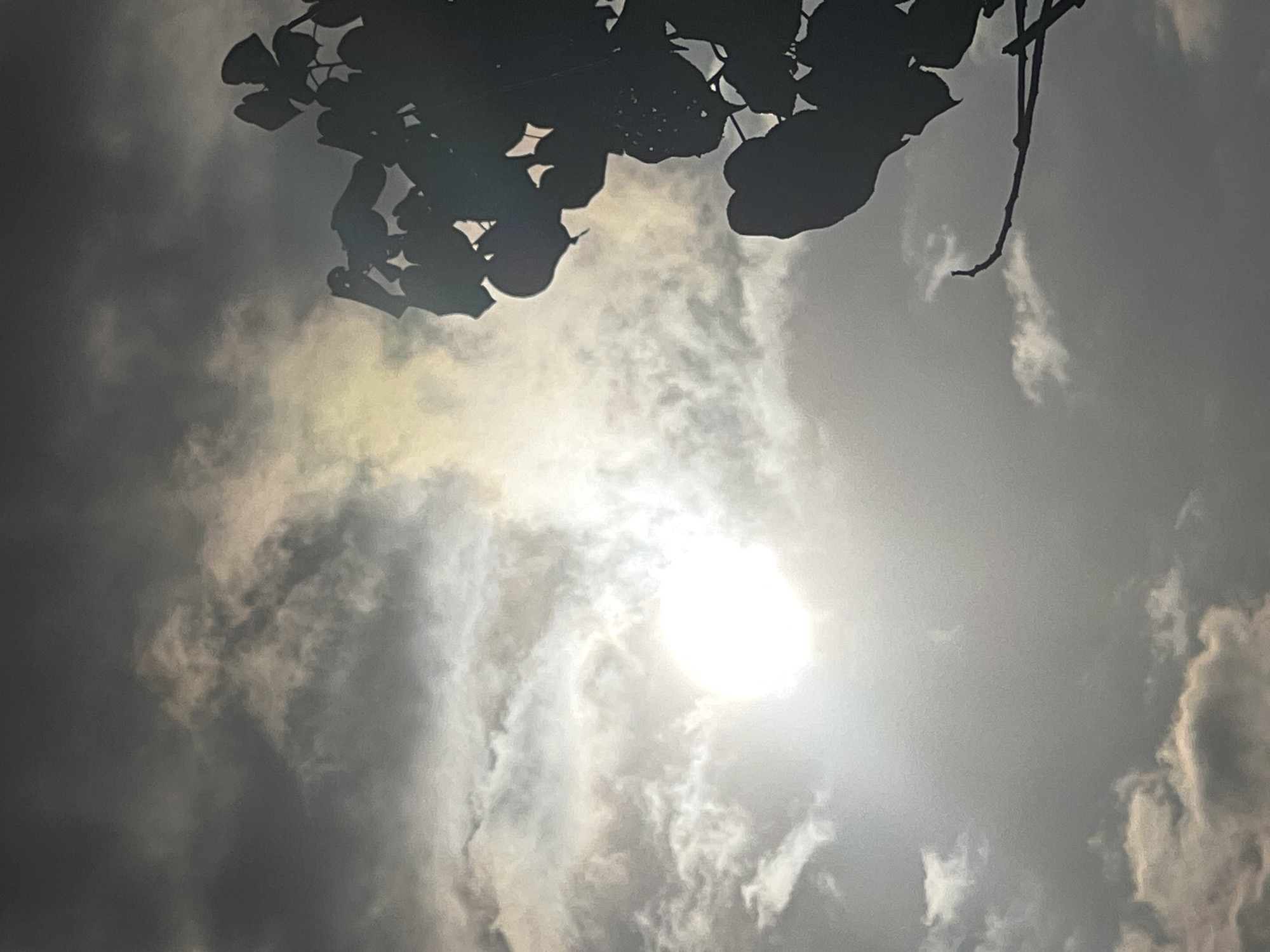 The image depicts a hazy sky with the sun partially obscured by clouds. The sun appears as a bright, white orb on the left side of the frame, casting a soft glow through the atmospheric particles. Silhouetted against the sky on the right is the dark outline of tree branches and leaves. The clouds are varied, with some appearing dense and dark, while others are thin and wispy, allowing the sunlight to penetrate. The overall lighting suggests it is daytime, possibly late afternoon or early morning, given the muted light. The scene is devoid of any human presence or identifiable structures, presenting a naturalistic view of the sky and foliage. The image's resolution is somewhat grainy, suggesting it may have been taken with a mobile device or under low light conditions.