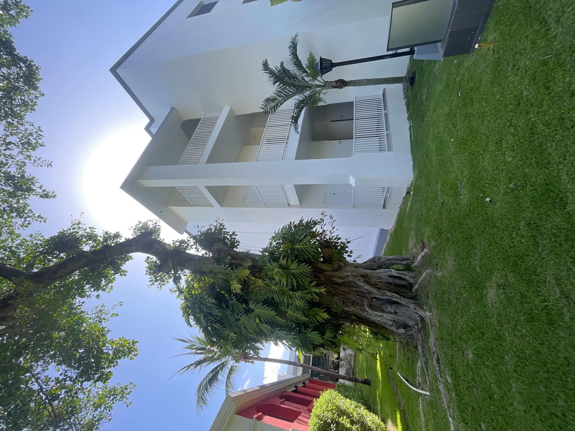 The image shows a low-angle view of a modern, multi-story white building in what appears to be Playa del Carmen, Mexico. The building has several balconies with white railings. Lush green grass surrounds the building. A large, old tree with a thick, gnarled trunk stands prominently in the foreground, partially obscuring the building. The tree is covered in green foliage. A palm tree and red building structure are visible beyond the large tree. The sky is blue and bright, with the sun visible behind the building. A lamppost is standing on the side of the building.