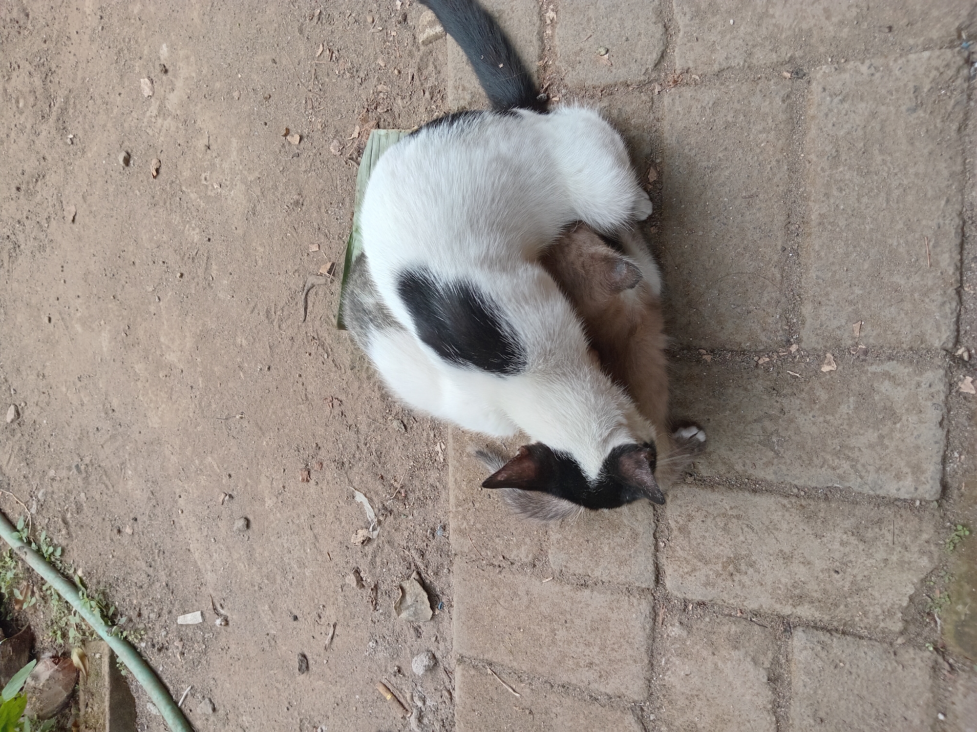 Two cats are interacting on a paved surface with dirt and sparse vegetation surrounding it. The cat on top is predominantly white with a black patch on its back and black markings on its head and ears. The cat underneath appears to be a lighter brown or tan color. They are positioned in a way that suggests wrestling or grooming. The environment appears to be outdoors in a residential or communal area. The image is taken from a high angle, looking down at the cats. No people are visible in the frame. The overall scene is neutral and observational.