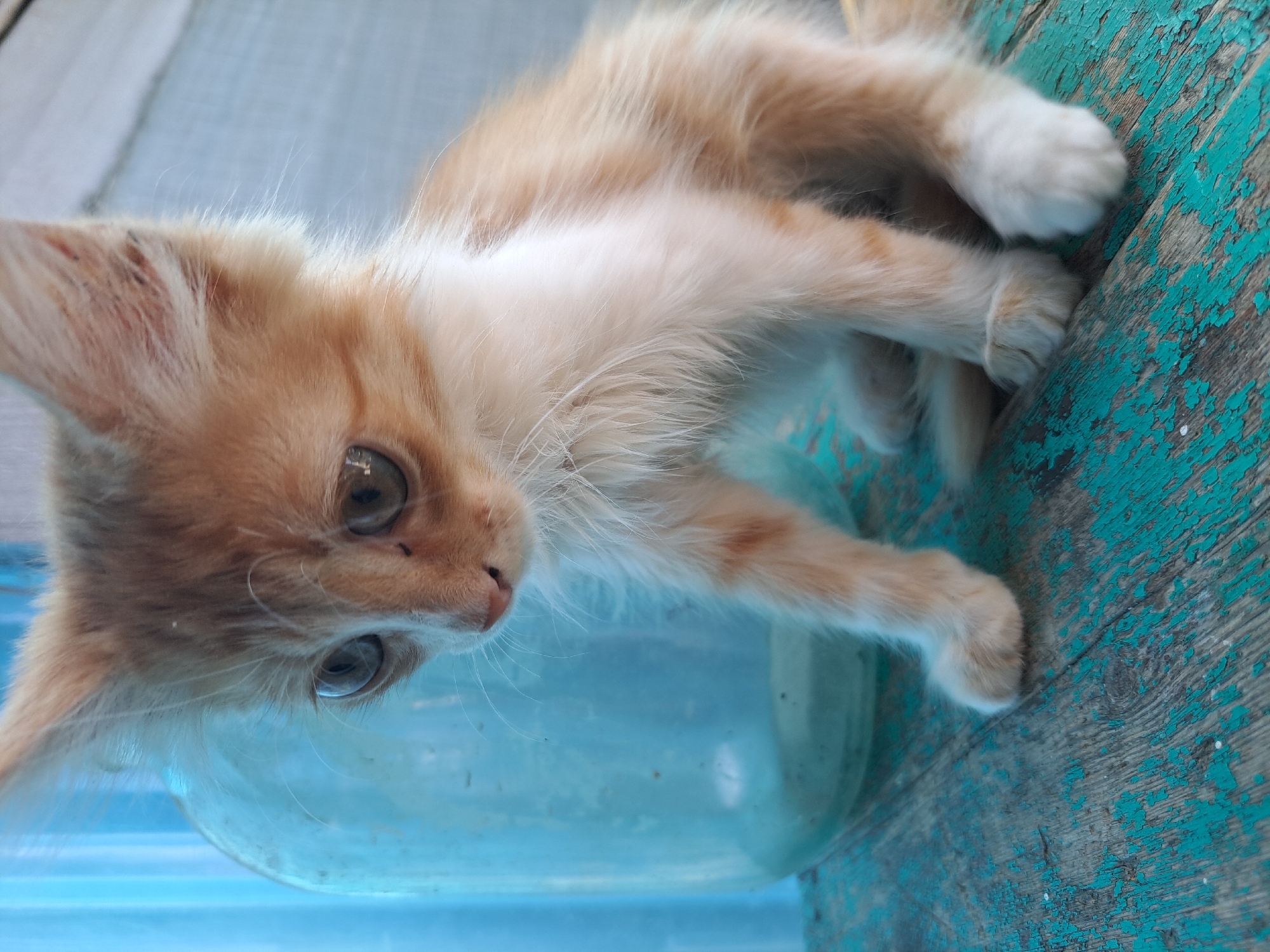 A ginger and white kitten is sitting on a distressed, teal-painted wooden surface. To the left of the kitten, a large, translucent blue glass jar is visible, with some light filtering through it. The background consists of a blue, translucent curtain or material. The kitten is the primary subject, with its gaze directed downwards and to the left. The scene appears to be outdoors, possibly in a yard or on a porch, in the city of Vypasne, Ukraine.