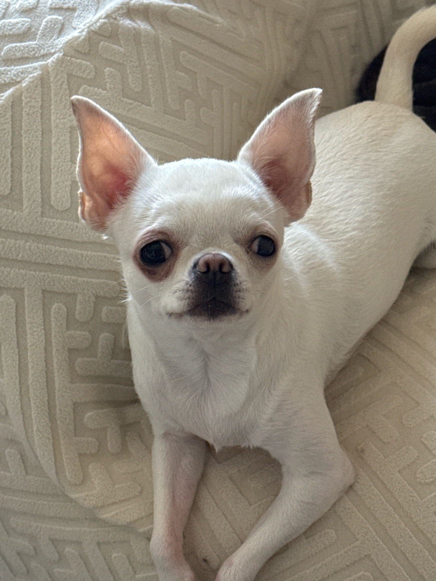 A close-up shot features a white chihuahua dog lying on a textured beige surface. The dog is positioned facing forward, with its head slightly tilted and ears perked. Its dark eyes are looking directly at the camera, and its pink nose is visible. The dog's white fur is short and smooth, and its body extends out of the frame to the right and back. The background is a beige fabric with a raised geometric pattern. The lighting is soft, illuminating the dog and its surroundings. The image does not provide any information about the city of Novosibirsk, Russia, or any specific location.