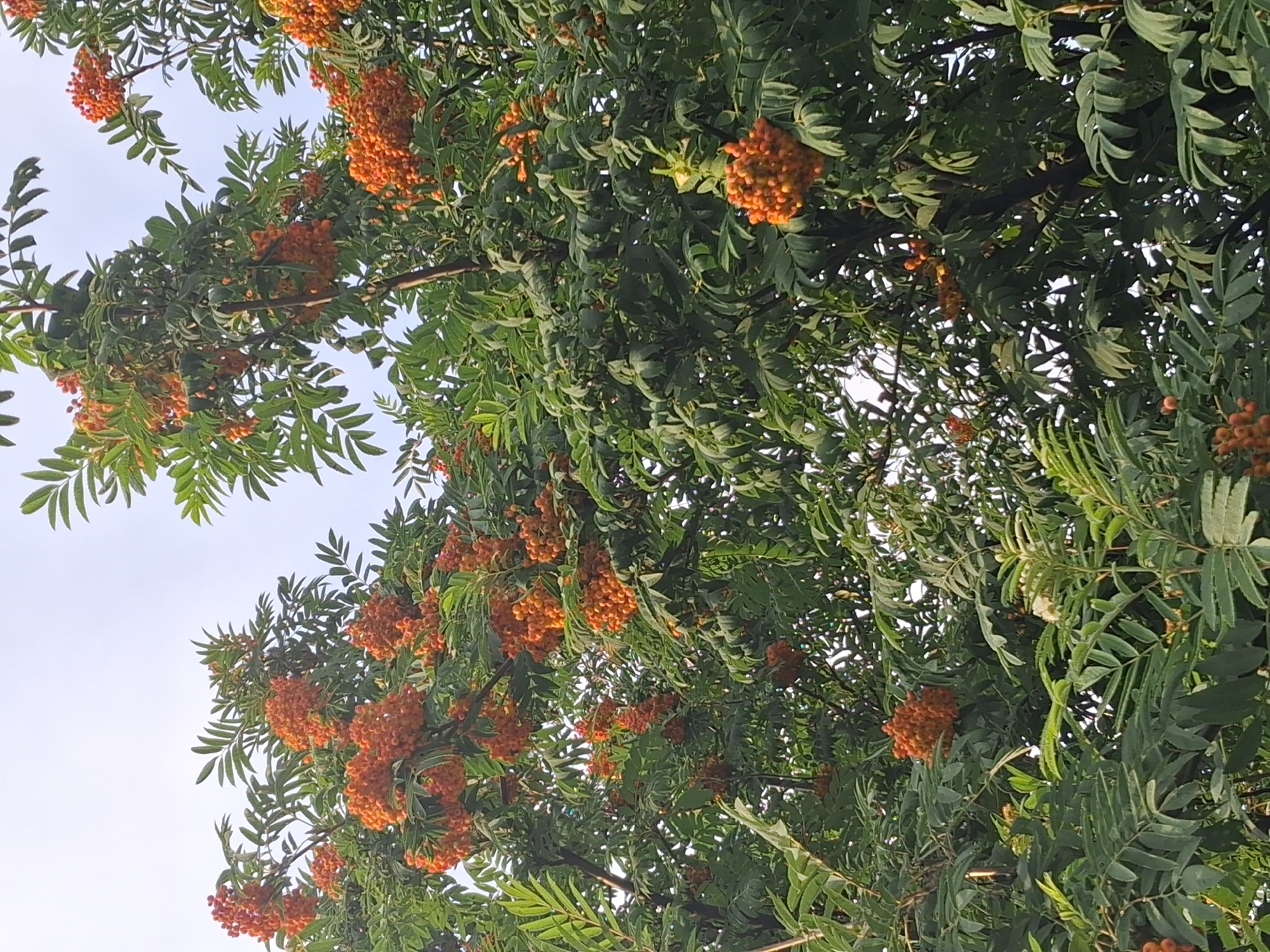 A low-angle, full shot captures a Rowan tree laden with ripe, orange berries against a pale sky. The berries are clustered densely on branches, interspersed with dark green, serrated leaves. The tree appears healthy and full, suggesting it is in its fruiting season. The scene is likely from a park or residential area in Novosibirsk, Russia, as Rowan trees are common in this region and are often planted for their ornamental value and edible berries. No people or animals are visible in the frame. The lighting indicates it is daytime, possibly late afternoon due to the soft light.