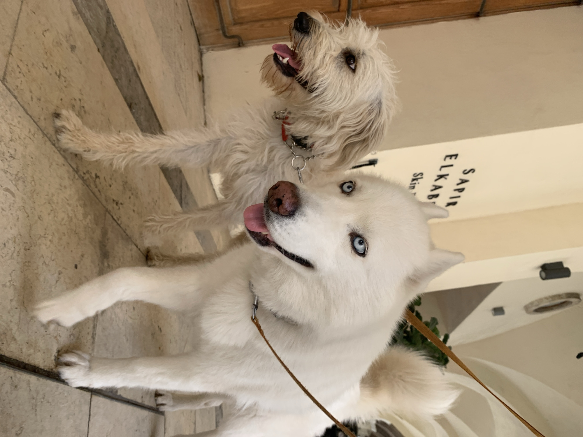 The image captures two dogs: a white husky with bright blue eyes and a smaller, fluffy white dog with a red collar. Both dogs have their tongues out and appear to be panting. They are positioned on a tiled floor with light and dark strips, against a background that includes a wooden door and a wall with the inscription "SAPIR ELKAB." The location is likely within a building in Tel Aviv, Israel, based on the language of the inscription. A brown leash is attached to the husky.