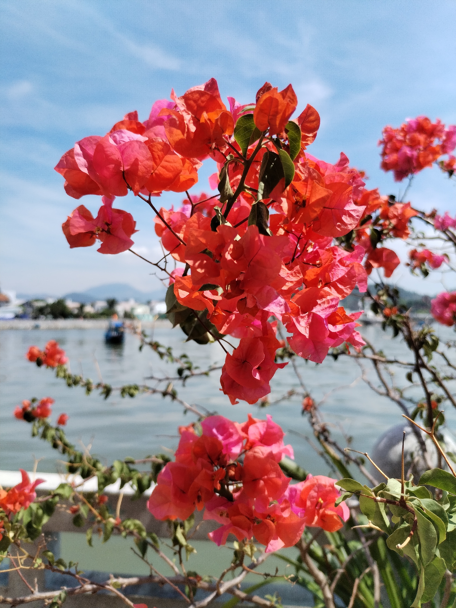 In Nha Trang Ward, Vietnam, this image captures a close-up of bright orange and pink bougainvillea flowers in the foreground, with their delicate papery bracts catching the sunlight. Beyond the flowers, the scene opens up to a tranquil body of water, likely the ocean or a bay, reflecting the clear blue sky above. In the middle ground, a dark-hulled boat is visible on the water, suggesting a coastal or harbor setting. The background is softened by a shallow depth of field, with distant hills or mountains forming a hazy silhouette against the horizon, hinting at a scenic coastal town. The overall impression is one of natural beauty set against a backdrop of a coastal Vietnamese landscape.