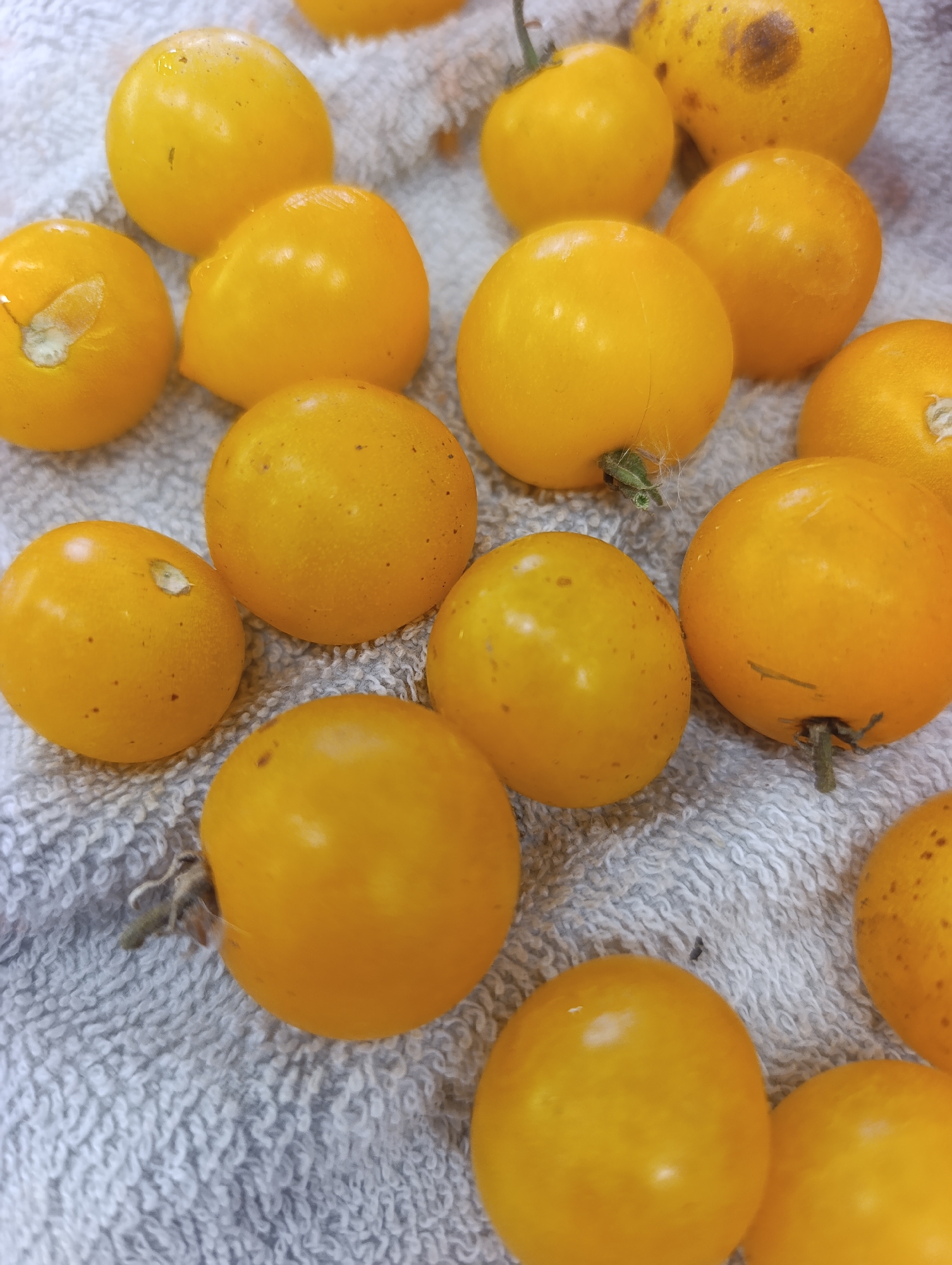 A close-up, overhead shot displays a collection of small, yellow cherry tomatoes scattered across a white, textured towel. The tomatoes are round or slightly oval and possess a smooth skin, some with visible stems or calyxes. A few tomatoes exhibit minor imperfections such as small brown spots or a white mark, suggesting they may have been plucked from the vine. The lighting is even, casting soft shadows that highlight the roundness of the fruit. The background is dominated by the fuzzy texture of the towel, which appears to be made of terrycloth. The scene is static and devoid of human presence or any indication of a specific location within Ivanovks, Russia, other than the items themselves.