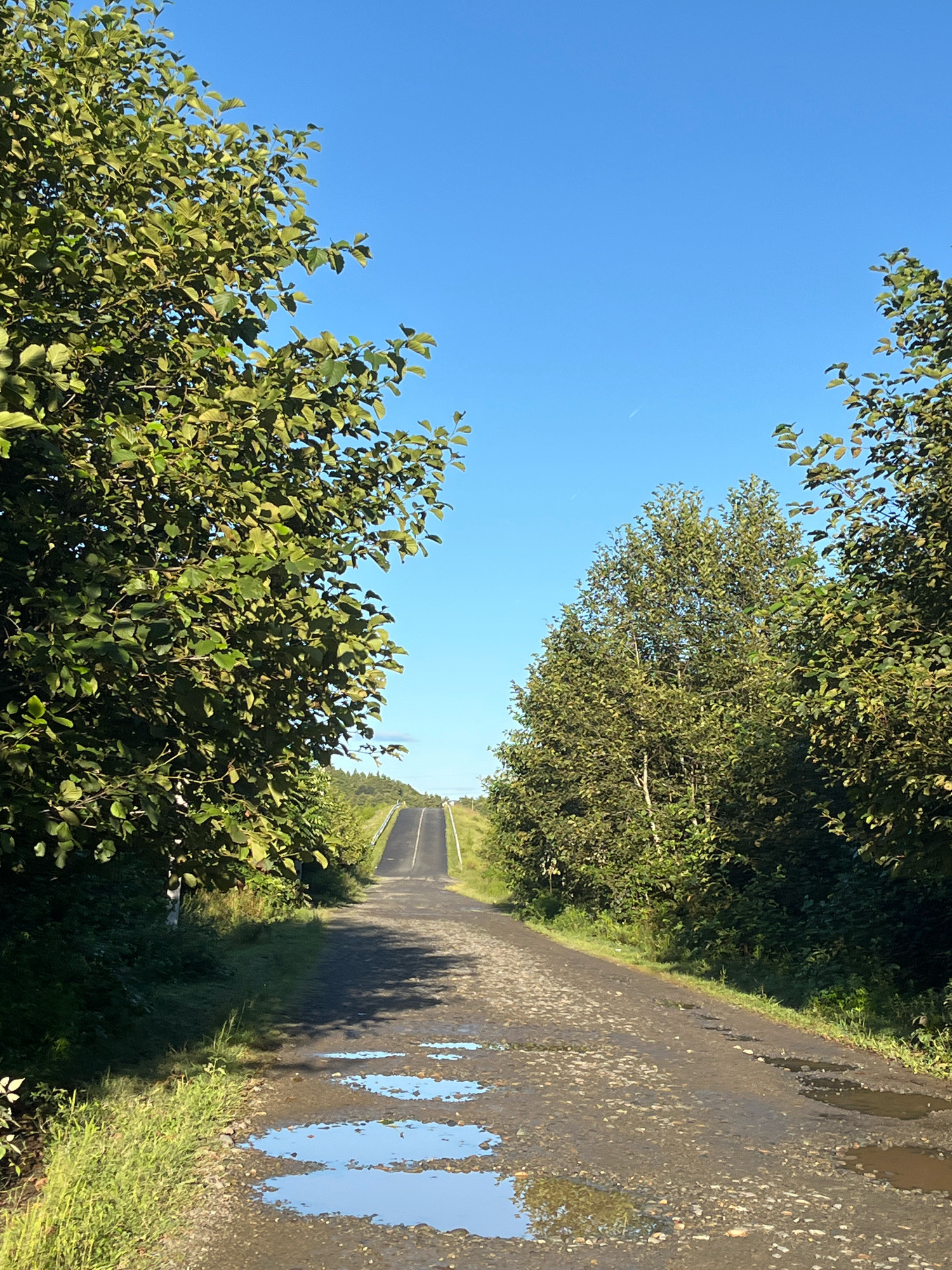 This is a vertical, eye-level, medium shot of a paved road in Ureki, Georgia, on a clear day. The road is dark and wet, with several large puddles reflecting the bright blue sky. Lush green trees line both sides of the road, their leaves casting shadows on the pavement. The road stretches into the distance, curving upwards towards a distant horizon. A thin white contrail is visible in the sky. The scene is tranquil and natural, with no people or animals present. The overall impression is one of a peaceful rural landscape.