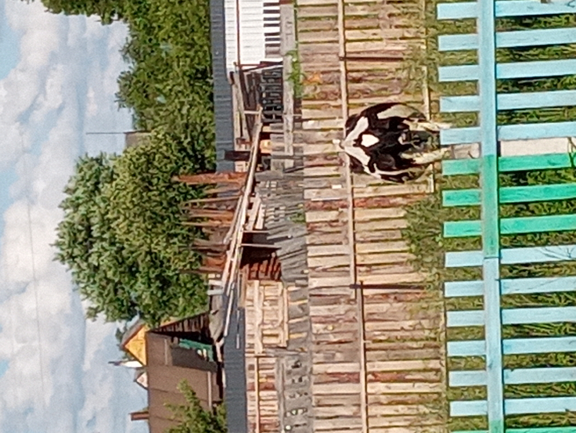 An outdoor, medium-shot, eye-level photograph shows a black and white cow standing behind a wooden fence in an unclear, rural or suburban setting. The cow is facing away from the camera, with its hindquarters visible. The fence is made of light-colored wooden planks and is topped by a lower, pale blue and green fence. In the background, there is a wooden structure with a corrugated metal roof, a larger wooden fence, trees, and buildings. The sky is partly cloudy. The image quality is low, with a low resolution and visible pixelation.