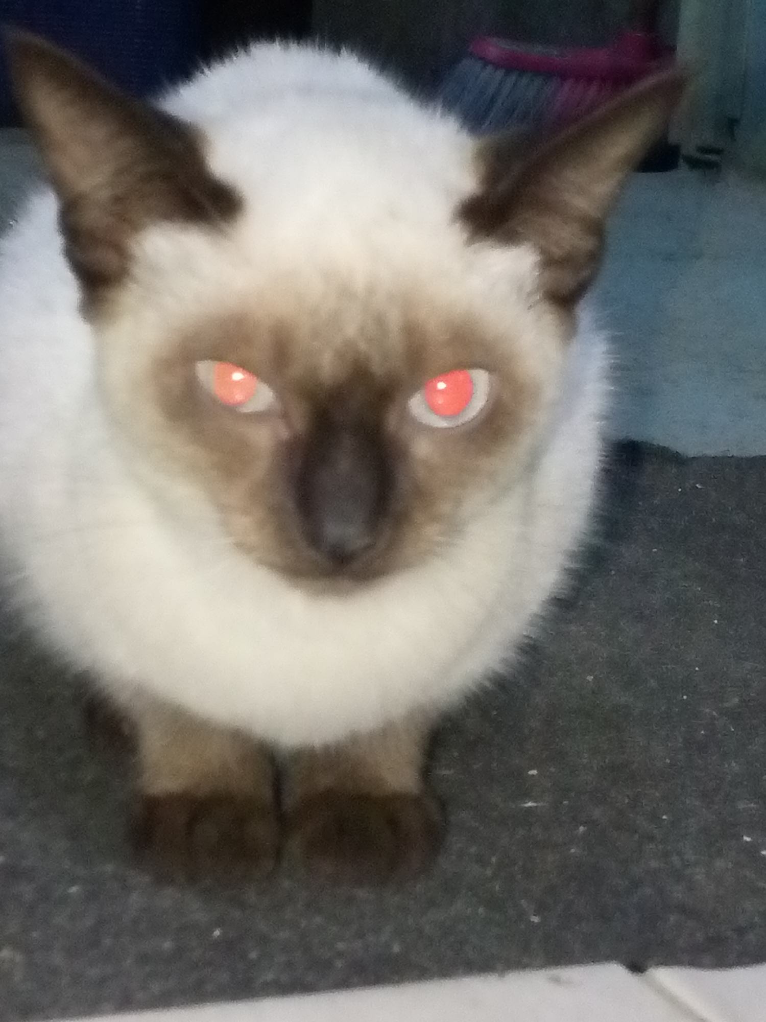 A close-up shot captures a Siamese cat with striking red eyes, its gaze fixed directly at the viewer. The cat's fur is predominantly white with darker brown markings on its face, ears, and paws. The animal is positioned on a gray textured surface, possibly a floor or rug. A hint of a pink and red object, perhaps a broom or other cleaning supply, is visible in the background, slightly out of focus. The photo appears to have been taken indoors. No information available to confirm the location.
