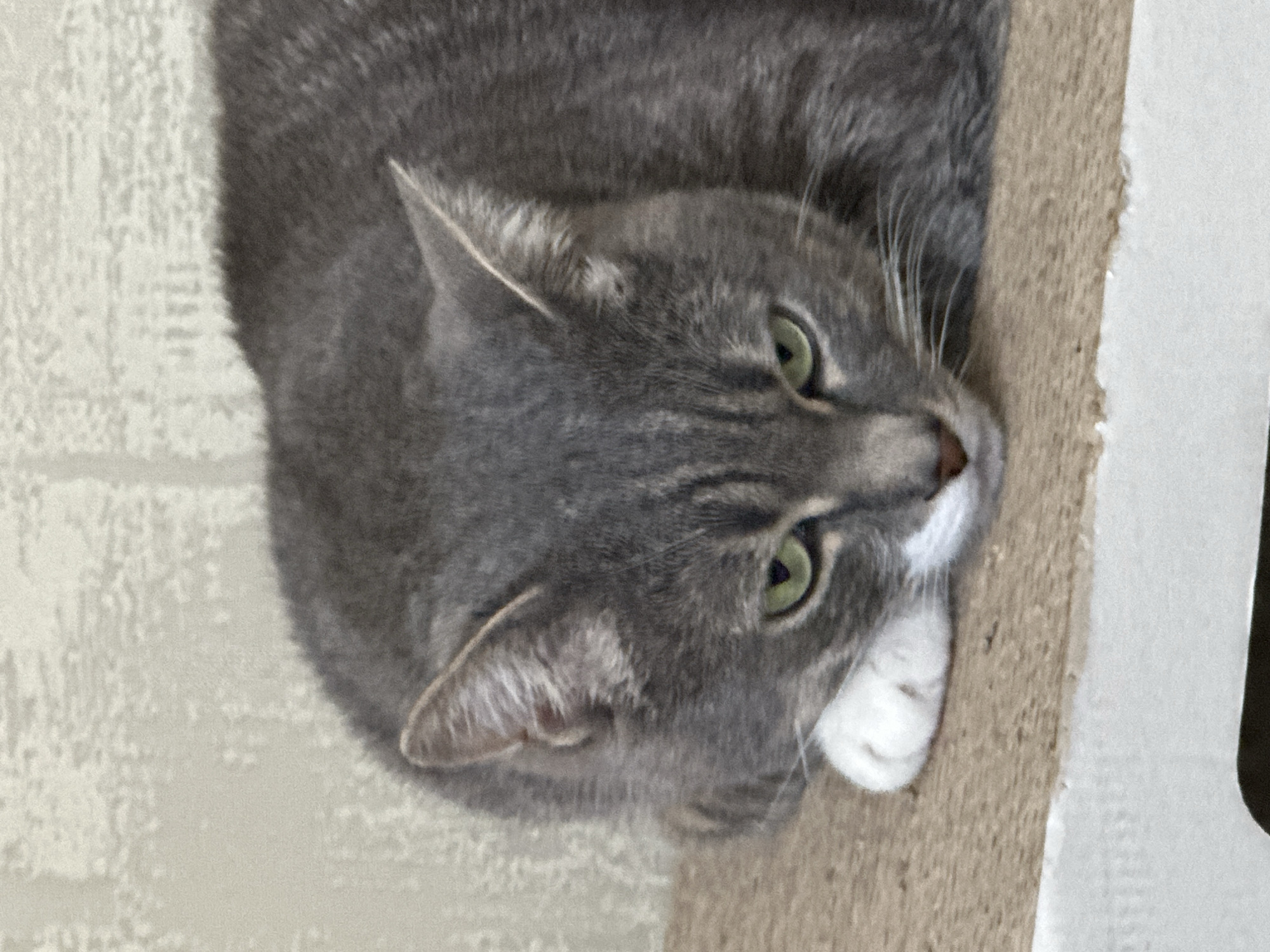 A close-up, slightly blurry, vertical photograph shows a grey tabby cat lying down with its head resting on a tan, textured surface. The cat's green eyes are looking downwards. Its left front paw, which is white, is visible tucked beneath its head. The background is a neutral, textured wall. The bottom edge of the frame shows a white surface with a dark area below it. The cat appears to be indoors or in a sheltered outdoor area.