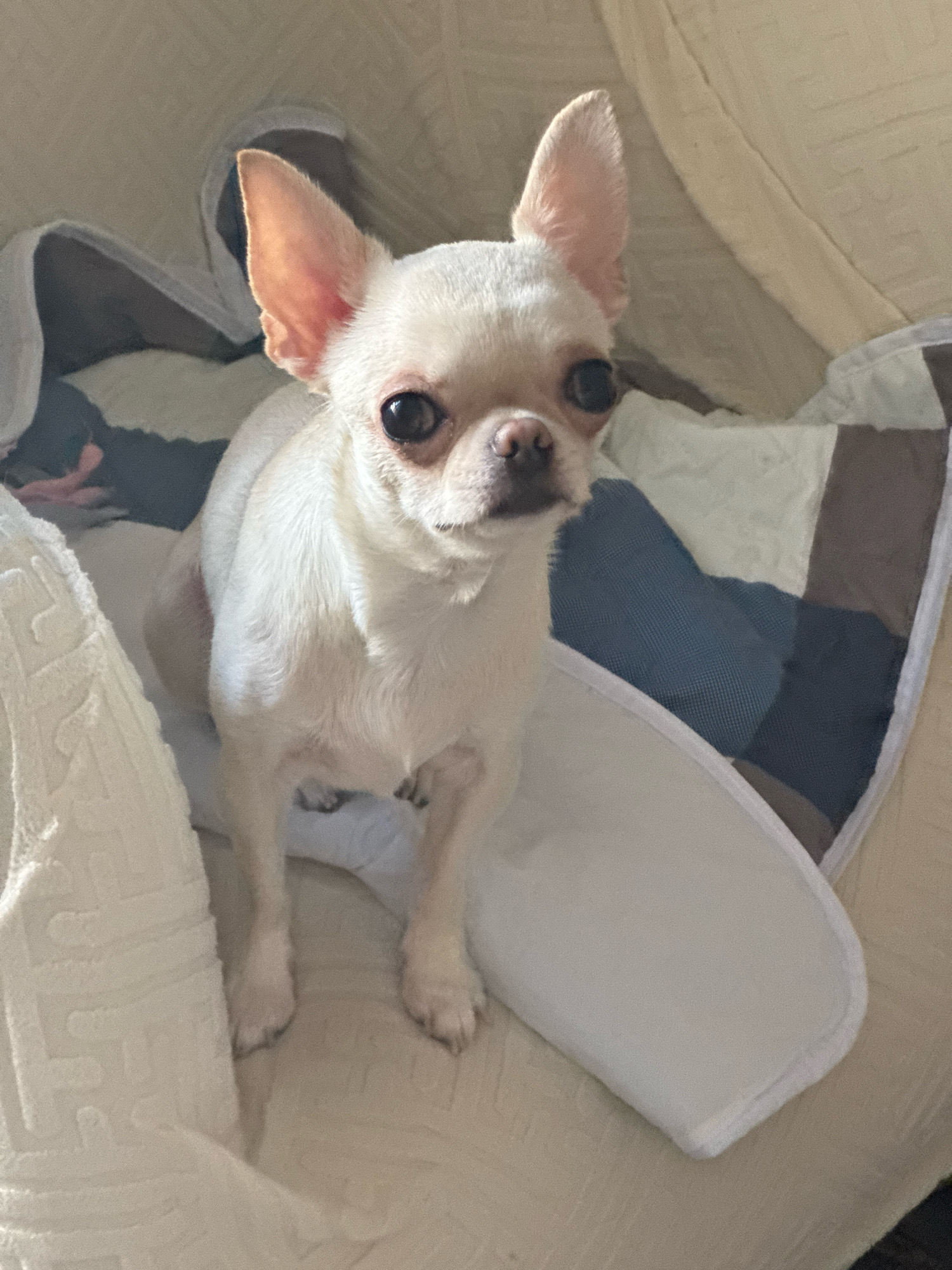 A white Chihuahua is sitting on a cushioned surface. The dog is facing the camera with its ears perked up and eyes wide open. The background consists of a textured surface with a plaid pattern. The scene appears to be indoors, possibly on a couch or bed. There is no indication of the location being in Novosibirsk, Russia, or any other specific city.