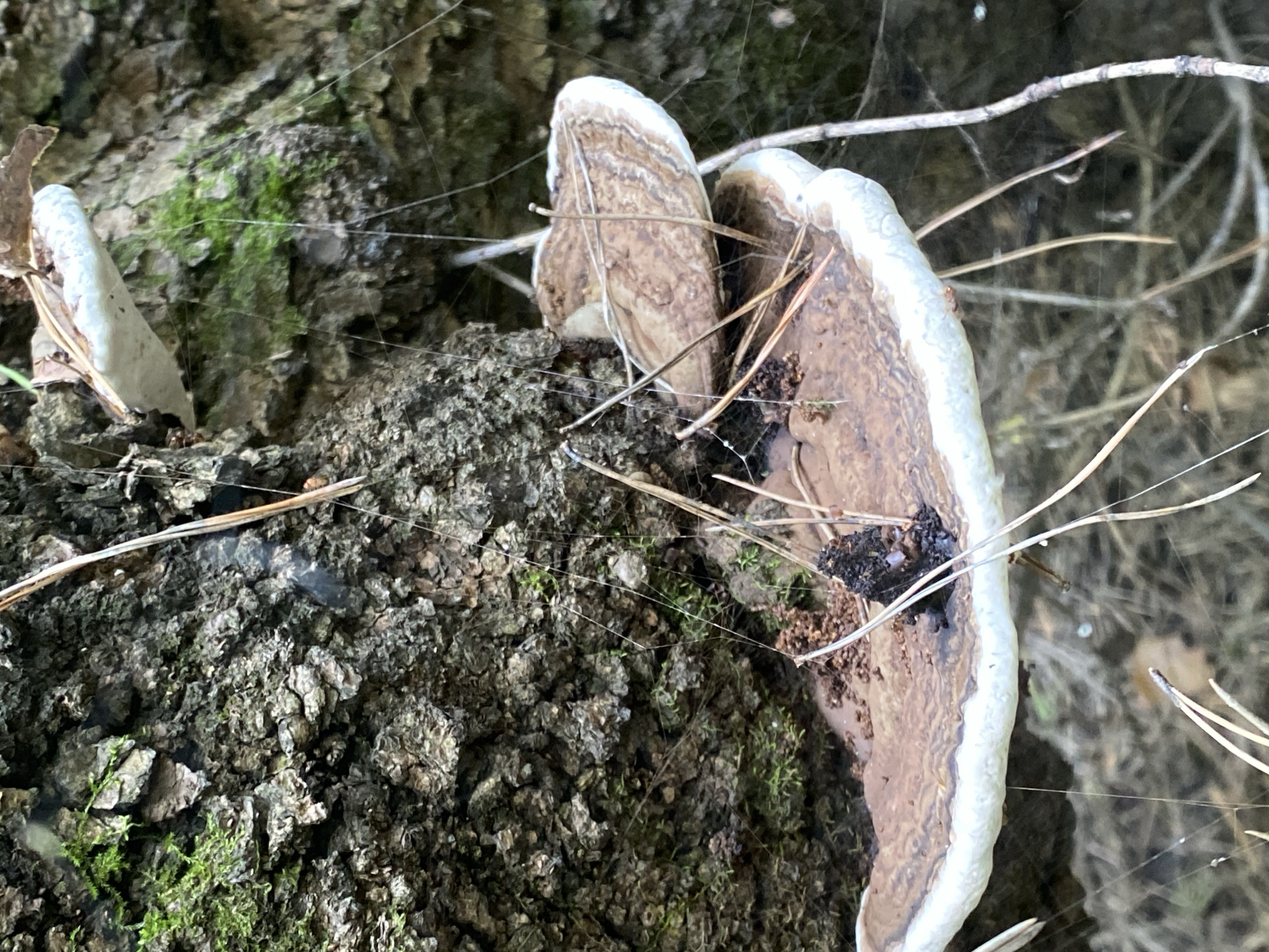 This image shows a close-up view of shelf fungi growing on the rough, textured bark of a tree. The fungi are fan-shaped with a white outer edge and concentric rings of brown and tan on their surface. Several dry pine needles are intertwined with the fungi and the surrounding spiderwebs. Patches of green moss are visible on the tree bark. The background is blurred, suggesting a natural, wooded environment. There are no people or specific urban features visible, making it impossible to determine a location within Novokuznetsk, Russia.