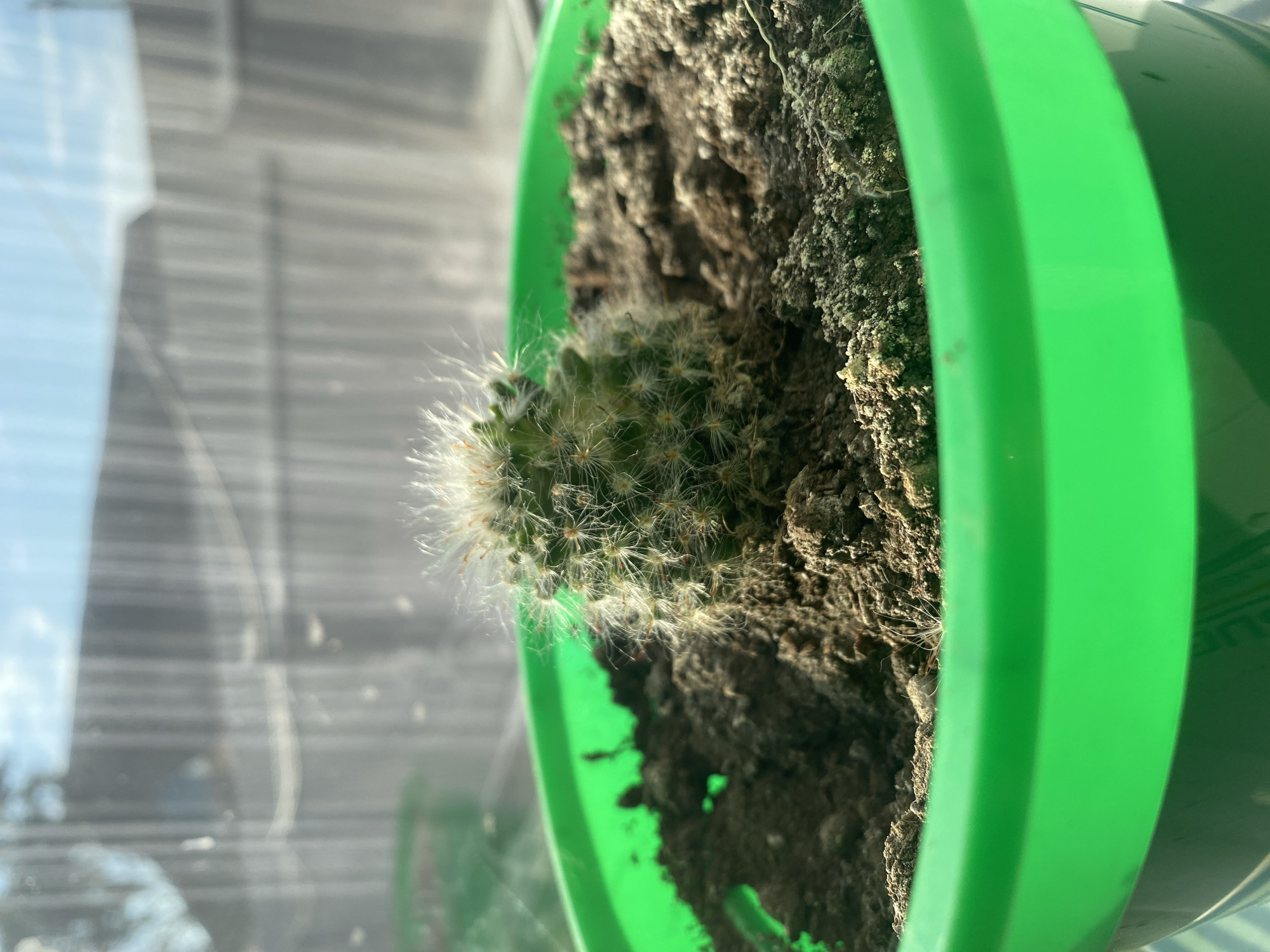 The image shows a close-up view of a small, fuzzy cactus planted in dark soil within a bright green plastic pot. The cactus is round and covered in fine white hairs and small yellow spines. The soil appears somewhat dry and crumbly, with some lighter-colored mineral deposits visible on the surface. In the background, a blurry outdoor scene is visible through what appears to be a window. Vertical lines, possibly a fence or blinds, are faintly discernible, and a bright sky with some clouds is suggested. The overall lighting suggests it is daytime. No specific location in Kisliakovskaya, Russia, can be identified from the visual information provided.