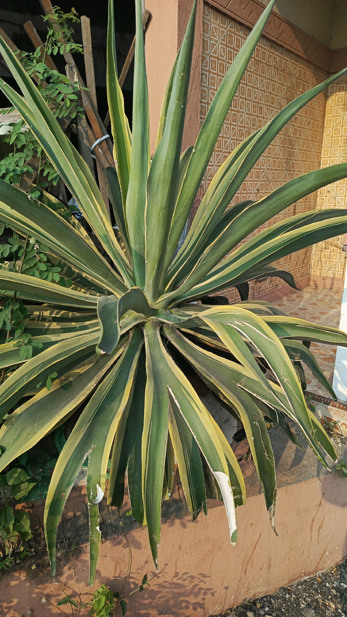In the city of Cekok, Indonesia, a close-up, eye-level shot captures a variegated Agave plant. The plant's sharp, sword-like leaves, edged with yellow and green, fan out from a central stalk. Some leaves show signs of damage, with white, torn sections visible. The background features a textured wall with a repeating geometric pattern and a wooden structure behind the plant. The ground is a mix of dirt and small stones. The lighting suggests it is daytime, with shadows cast by the plant.