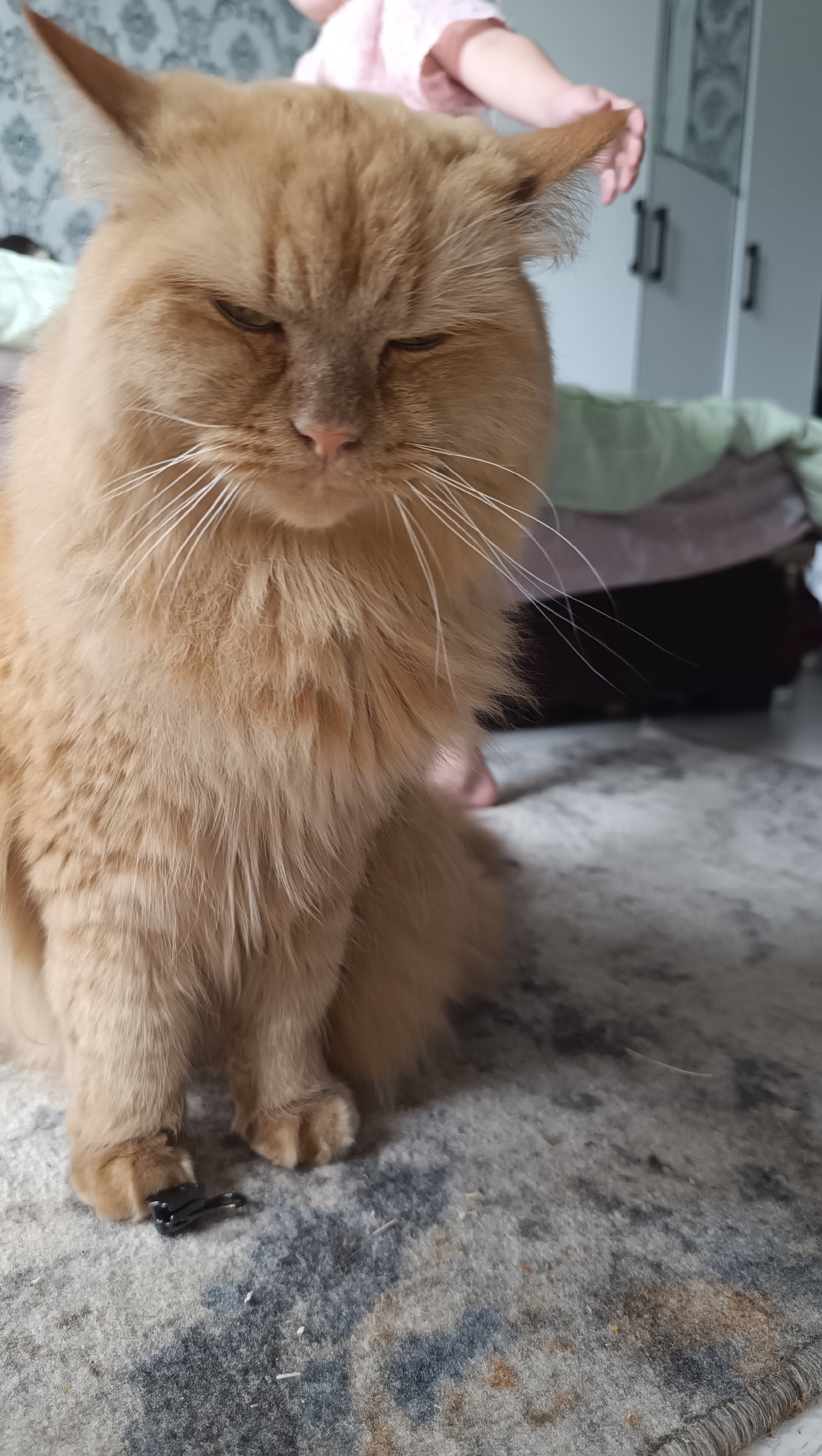 A fluffy, orange cat is sitting on a patterned rug in a room. The cat's eyes are partially closed, and its fur is long and appears to be well-groomed. There is a small black object, possibly a zipper pull, near the cat's front left paw. In the background, a person's arm is visible, with their hand touching the cat's ear. There are also glimpses of furniture, including what appears to be a bed with a green blanket and a white dresser with black handles. The overall environment suggests an indoor domestic setting. There is no information in the image to suggest a location in the city of Chaikovsky, Russia.