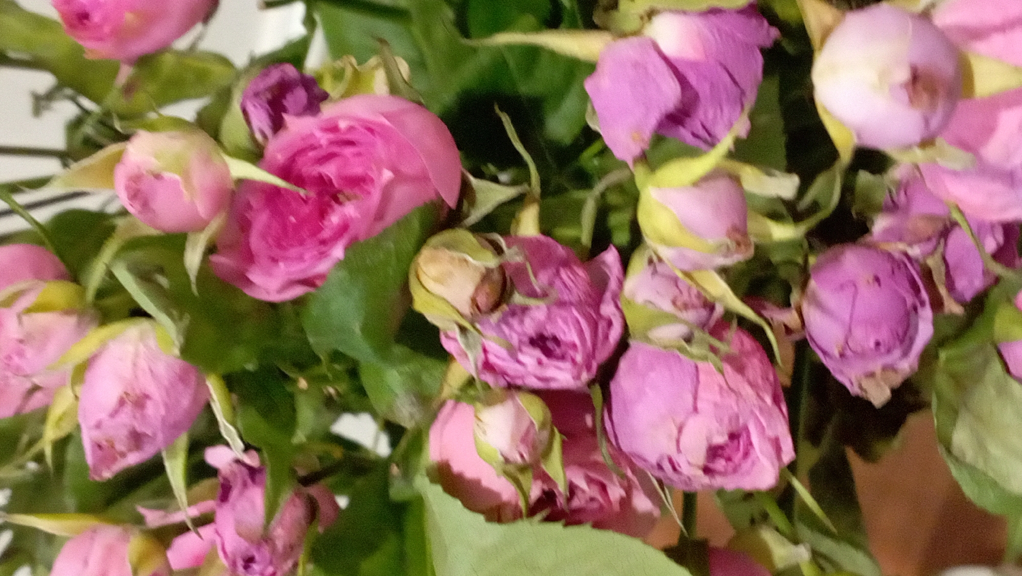 The image shows a bouquet of roses. Some roses are pink and others are purple. The flowers have green leaves. The location is not discernible.
