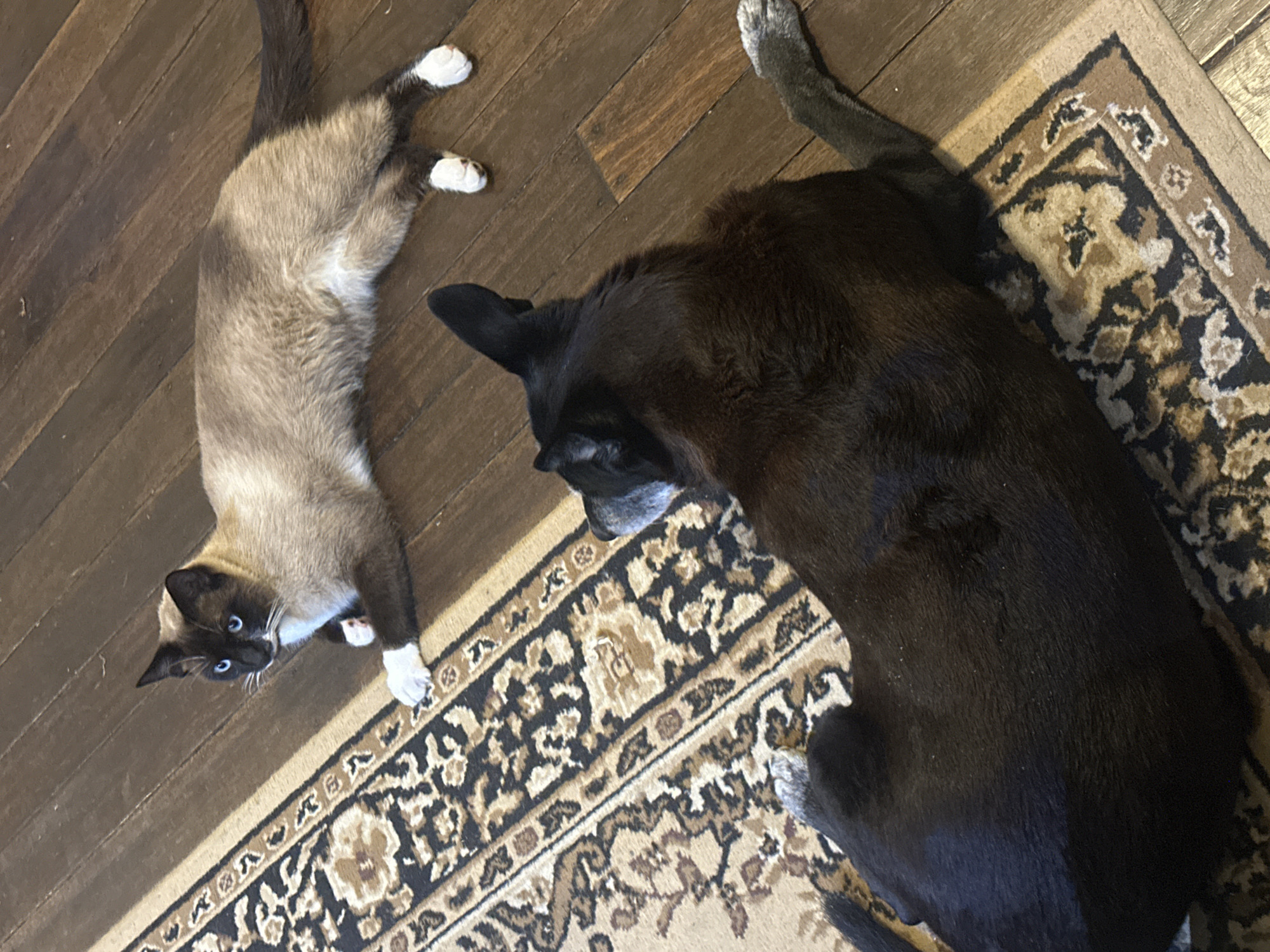 The image depicts two domestic animals, a Siamese cat and a black dog, resting on a wooden floor partially covered by a patterned rug. The cat is lying on its side, facing towards the left of the frame, with its paws extended. Its fur is a light tan with darker brown points on its face, ears, and tail, and it has bright blue eyes. The dog is lying down, facing away from the camera, with its head turned to the left. It is a dark-colored dog, possibly black or dark brown, and appears to be of medium to large size. The setting is indoors, likely a residential space, with a focus on the animals and their immediate surroundings. The lighting suggests it is daytime. There is no indication of Thora, Australia, or any other specific city.