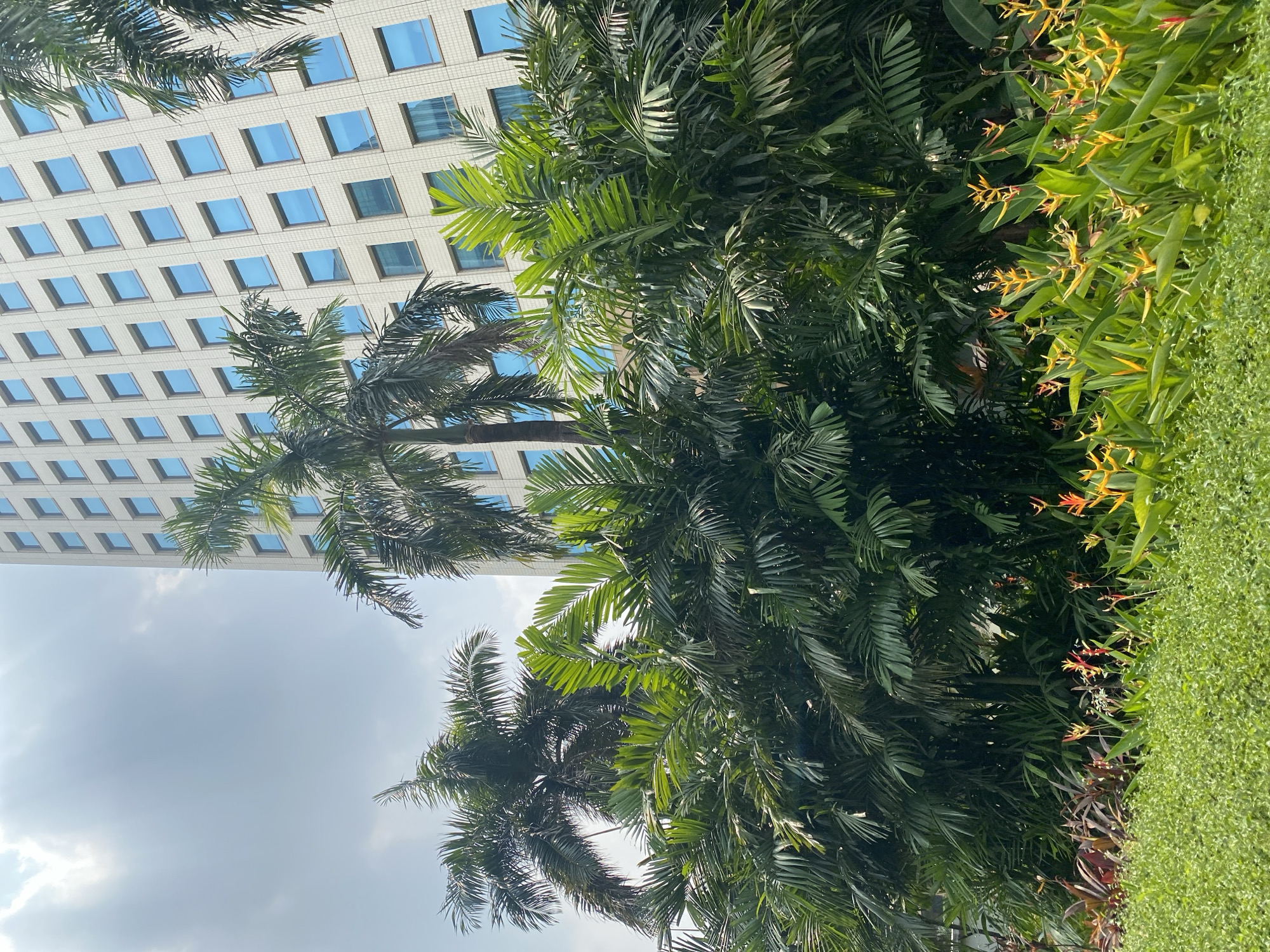 The image shows a cluster of lush green palm trees in the foreground, with a modern white building with blue-tinted windows in the background. Brightly colored Heliconia flowers in shades of yellow and orange are blooming in the middle ground, interspersed with red-leafed plants. The scene appears to be a well-maintained urban landscape, likely a park or courtyard area adjacent to a commercial building in Central Jakarta, Indonesia. The sky is partly cloudy, with sunlight filtering through. There are no people visible in the image.