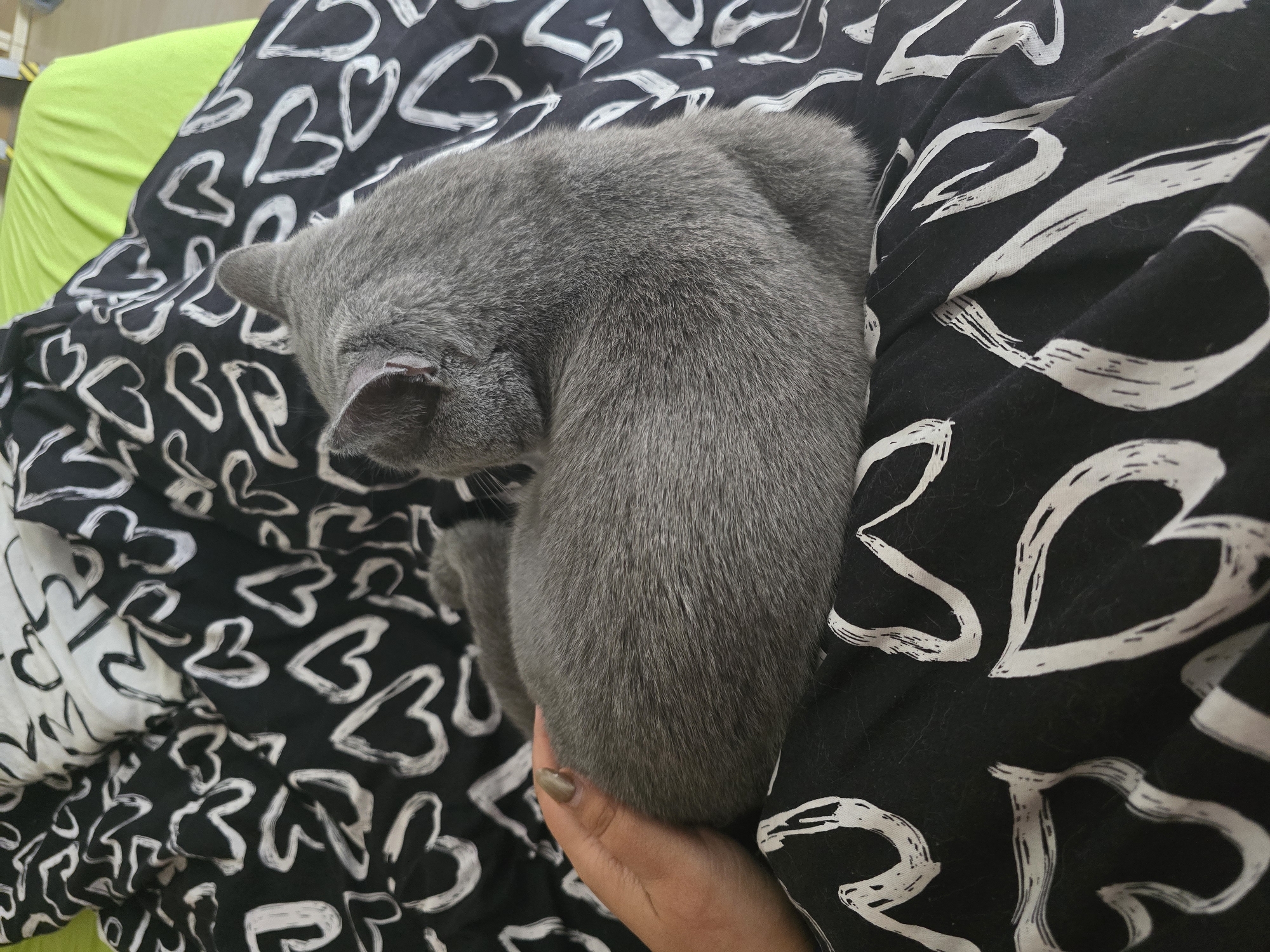 A grey cat is curled up on a black and white heart patterned blanket, resting its head on someone's hand. The background includes a lime green surface. The photo does not provide information to deduce a location in Zirndorf, Germany.