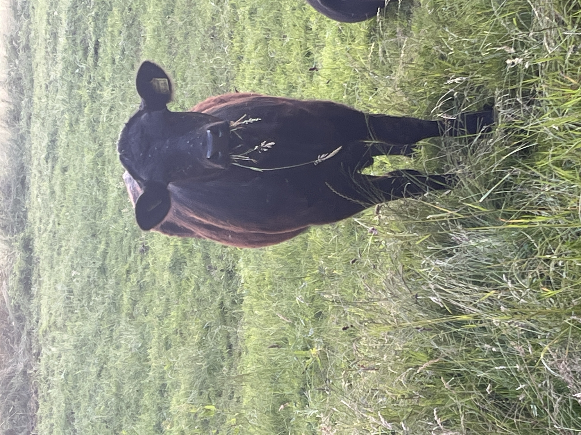 A black cow with a brown coat is standing in a grassy field, eating grass. The cow is facing the camera and has a yellow ear tag. The field is green and has tall grass. The background is blurred, suggesting a shallow depth of field. There is a hint of another cow on the right side of the frame. The scene appears to be outdoors in a rural setting. There is no indication of this location being in Wiera, Germany.