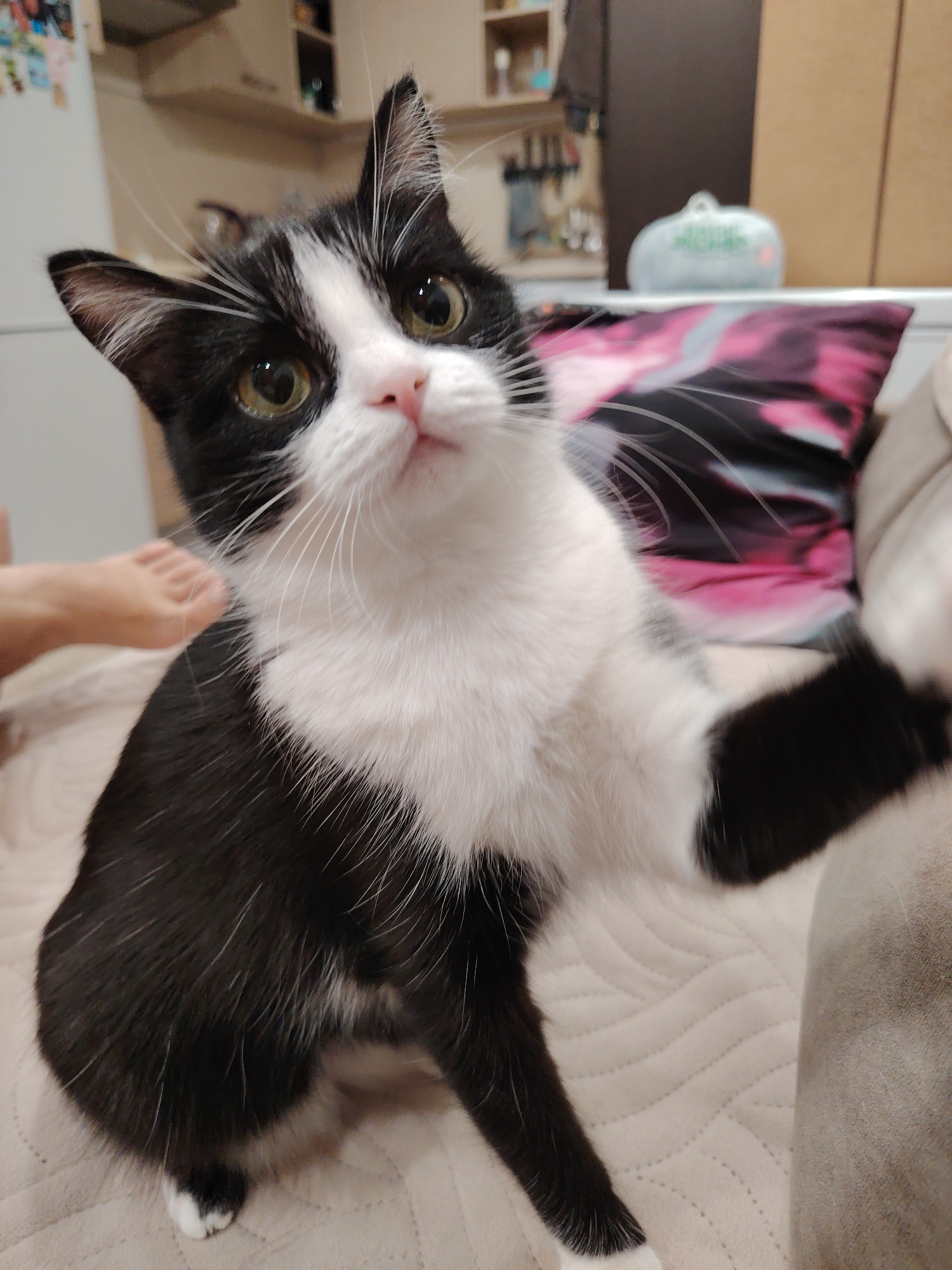 A black and white tuxedo cat with green eyes is in the foreground, looking upwards and to the left with its right paw extended. The cat is sitting on a beige, quilted surface, which appears to be a bed or couch. Behind the cat, a pink and black patterned pillow is visible on the right. In the background, there are shelves with various items, including what appears to be a white plastic container. A bare foot is visible on the left side of the image. The overall lighting suggests an indoor setting, possibly at night.