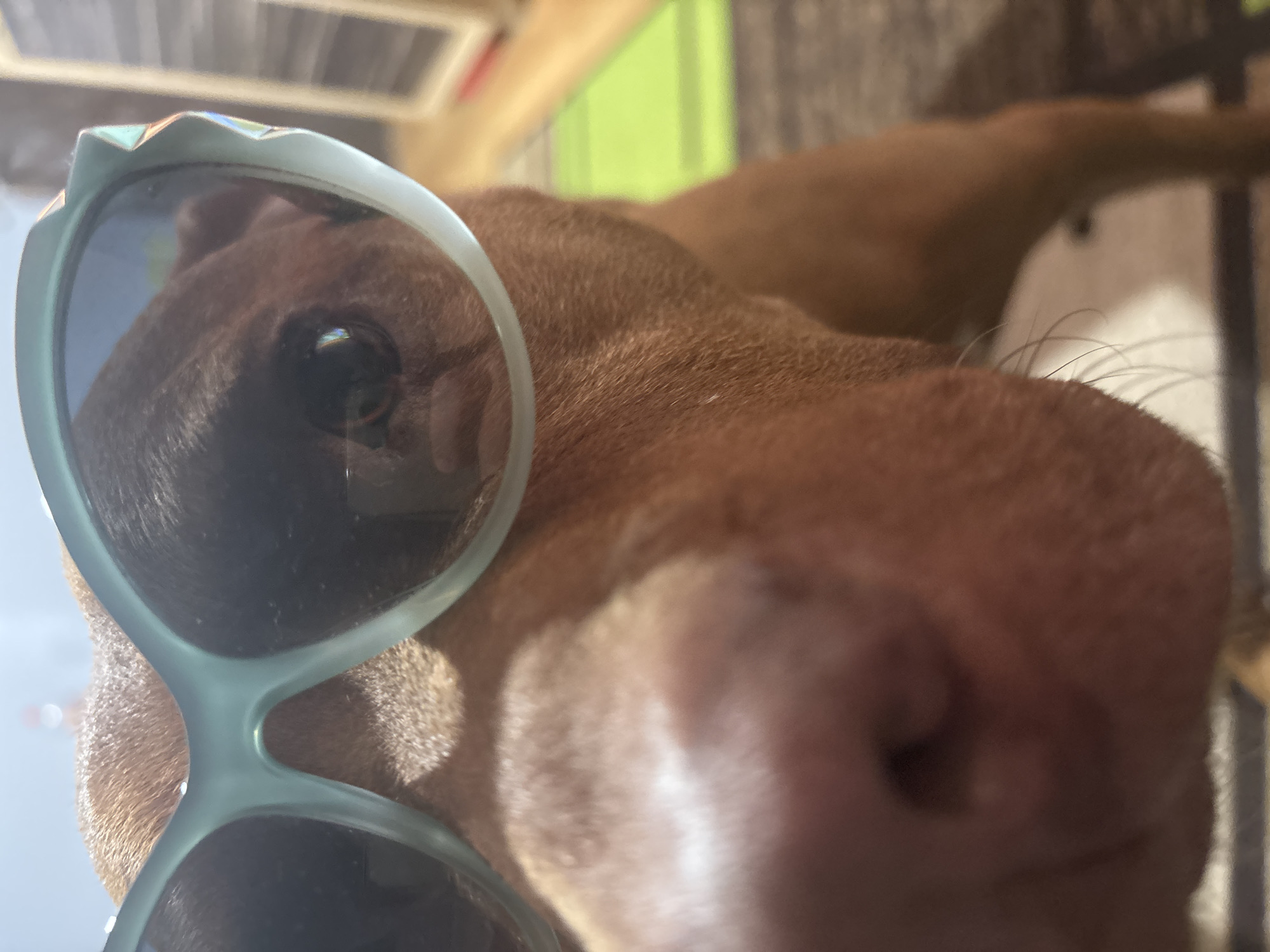 An extreme close-up photograph captures the face of a dog, viewed from a low angle. The dog, likely a short-haired breed with reddish-brown fur, is prominently featured wearing a pair of light blue or teal sunglasses. The sunglasses have a distinctive, slightly geometric design along their upper edge. One of the dog's dark eyes is visible through the tinted lens of the sunglasses, reflecting the bright environment. The dog's snout occupies a significant portion of the foreground, slightly out of focus, indicating its proximity to the camera.
The background is heavily blurred but shows patches of bright light, green coloration, and other indistinct shapes, suggesting a bright, possibly outdoor or sunlit indoor setting during daytime. The lighting creates strong highlights and shadows, emphasizing the texture of the dog's fur and the plastic frame of the sunglasses. The overall image conveys a playful or humorous mood. There is no visible text. The provided context for the location is Sofia, Bulgaria.