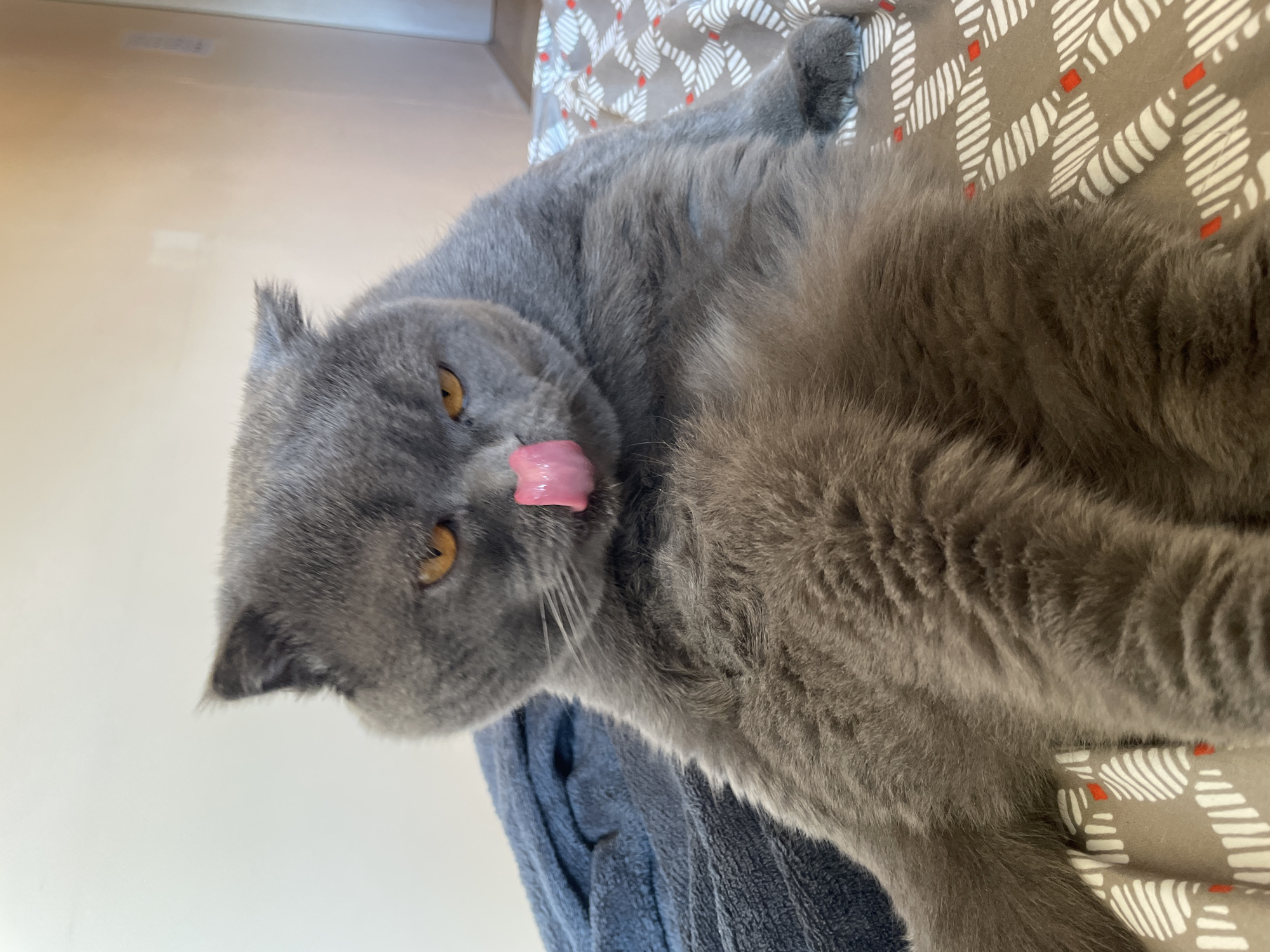 A gray cat with yellow eyes is lying on a patterned bedspread. The cat is sticking its tongue out. The location is unknown.