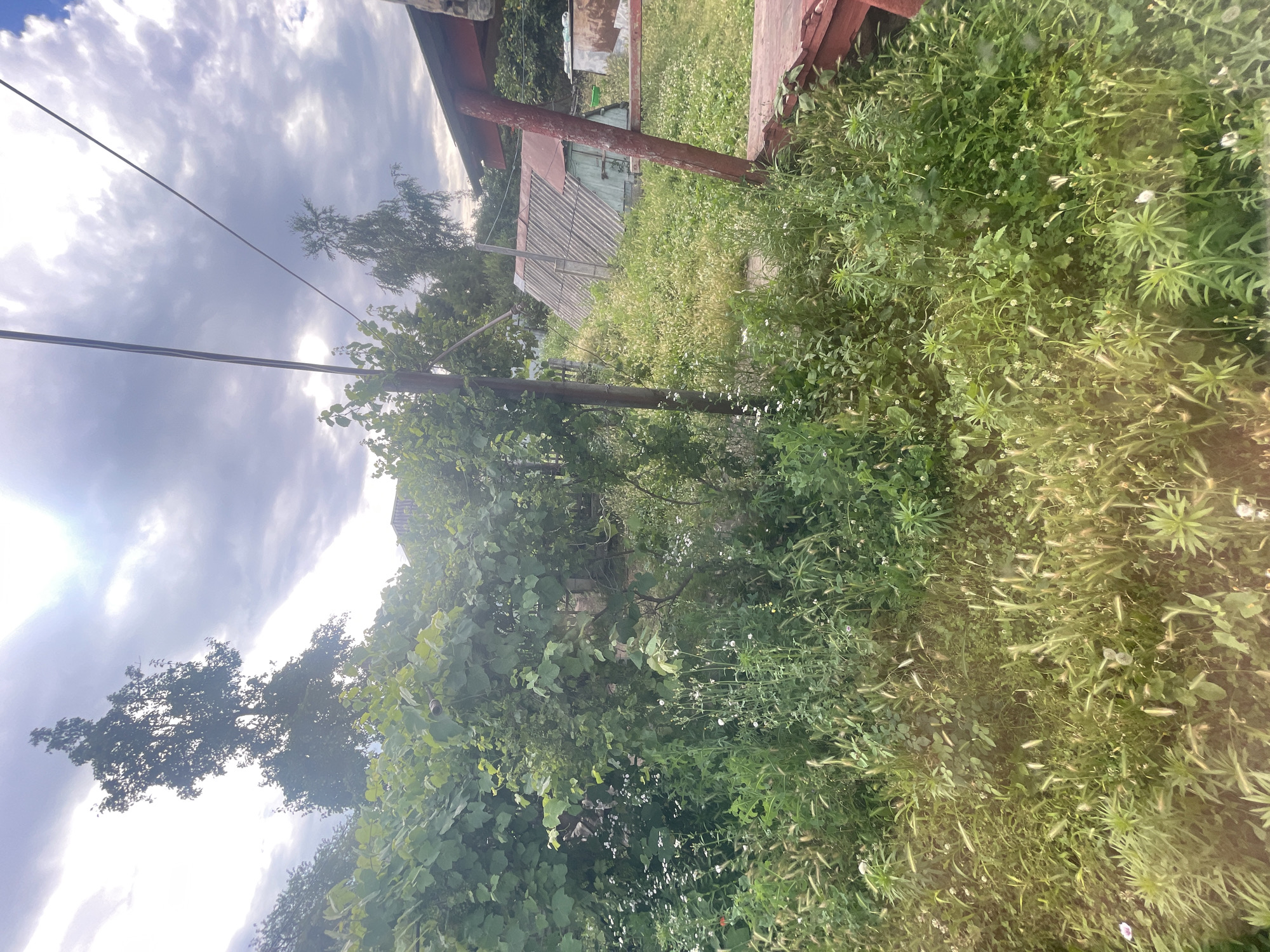 The image depicts an outdoor scene in Nikolayevskaya, Russia, with a focus on a heavily overgrown yard or garden area. Dominating the foreground is a dense collection of various green plants, including tall grasses, leafy bushes, and smaller wildflowers with white petals. A weathered, dark wooden structure, possibly a porch or deck, is visible on the right side of the frame, partially obscured by foliage. Behind the dense vegetation, a simple, aged outbuilding with a corrugated metal roof and a light green wooden door is nestled into the landscape. Power lines stretch across the upper portion of the image, silhouetted against a dramatic, cloudy sky with a bright patch of sunlight breaking through. The overall impression is one of a neglected but wild, natural setting, characteristic of a rural or semi-rural environment. There are no people or animals visible in the image, and no specific actions are taking place. The scene is static and observational.
