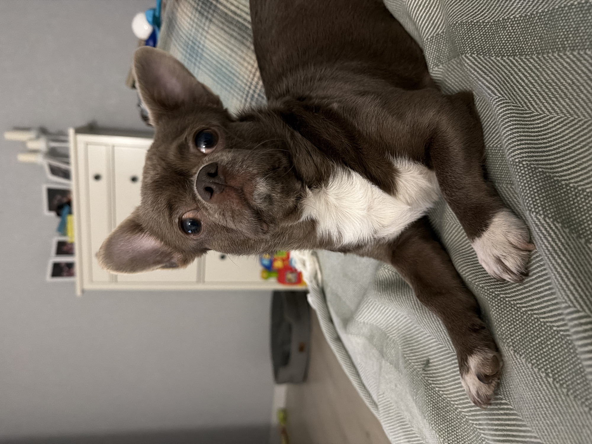 A brown and white Chihuahua lies on a gray herringbone blanket. The dog has brown fur on its head, back, and legs, with white fur on its chest and paws. The dog's head is turned towards the camera, and its eyes are visible. Behind the dog, a white dresser with drawers is visible. The wall is gray. There is no evidence to suggest this image was taken in Votkinsk, Russia.