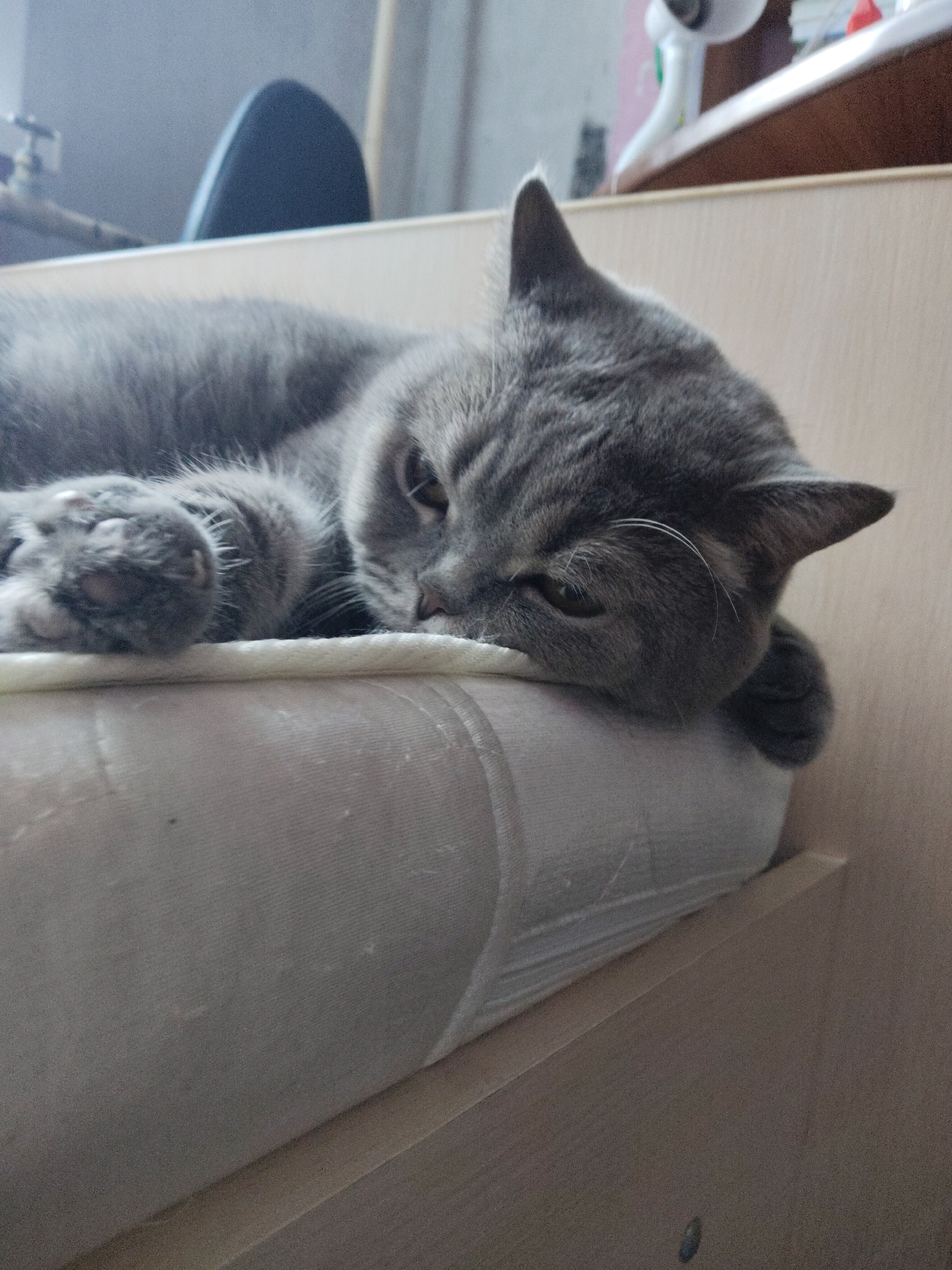 A gray British Shorthair cat lies on a bed with a light-colored mattress. The cat is resting its head on the edge of the mattress, with its paws visible. The bed is positioned against a light-colored wooden wall or furniture piece. In the background, other furniture and objects are visible, including a chair and what appears to be a baby monitor. The location is likely a residence, potentially in the city of Perm, Russia, based on the user's location.