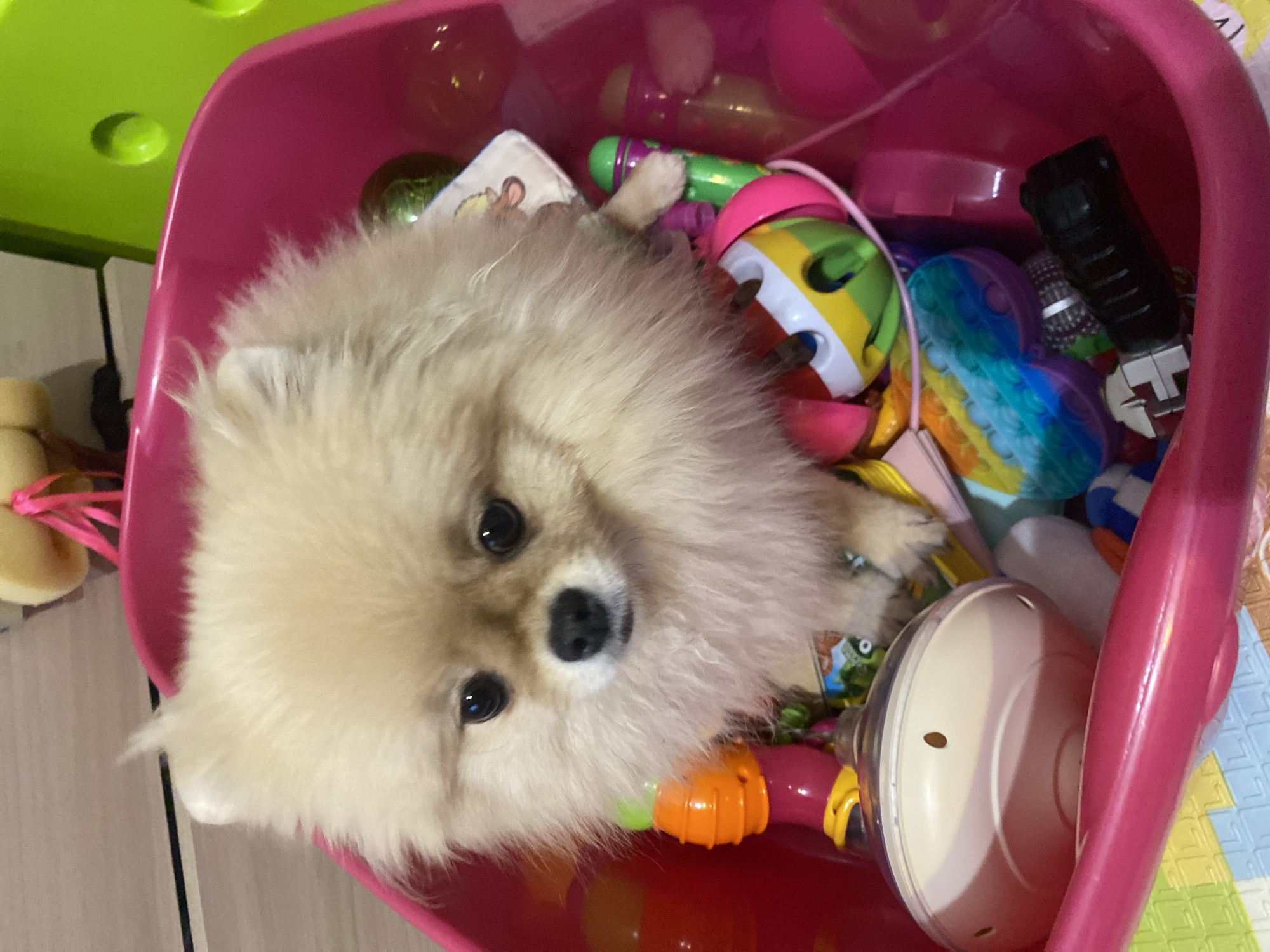 A Pomeranian dog is inside a pink toy bin, surrounded by various toys. The bin is partially visible, with a few toys extending beyond the dog. The toys include colorful plastic items, a squishy toy, and a black electronic device. The background shows a green surface and what looks like part of a room. The environment appears to be an indoor setting.
