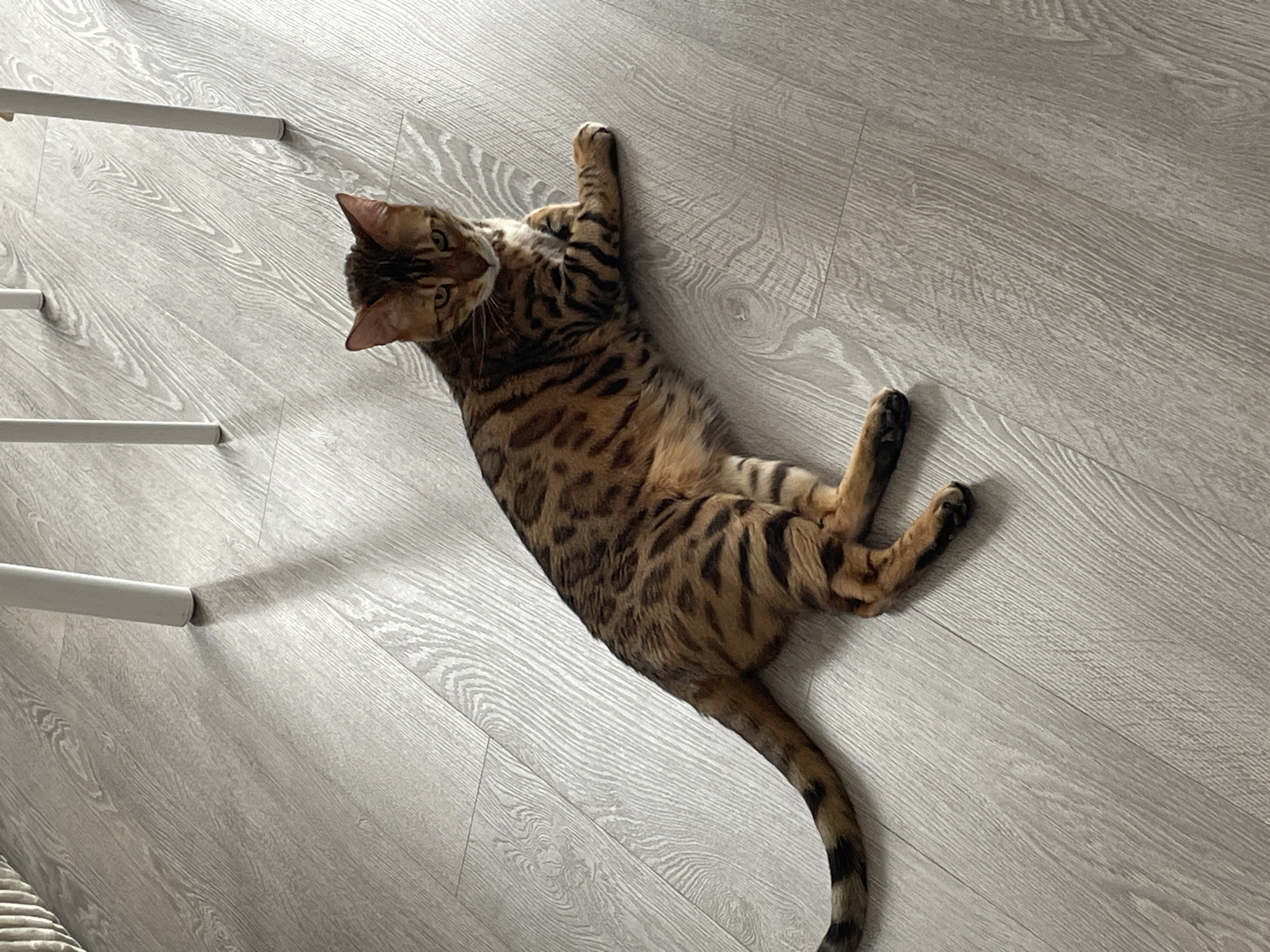 A Bengal cat lies on its back on a light grey wood-patterned floor. The cat has a spotted coat of orange, brown, and black. The cat's head is tilted slightly, and its tail is extended. To the left are the legs of a white chair. The location in Izhevsk, Russia is not discernible from the image.