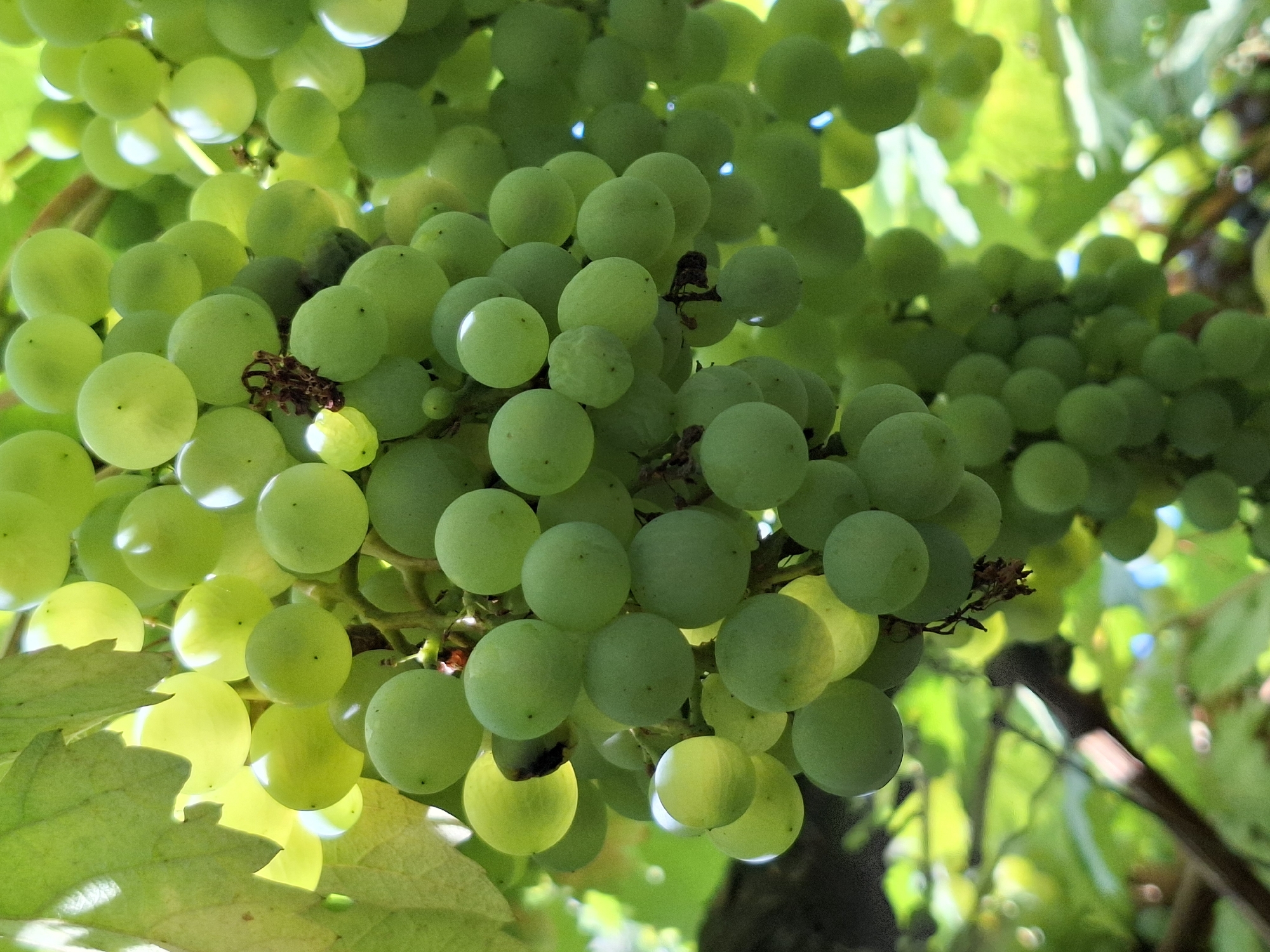 A close-up, low-angle shot showcases a cluster of ripe green grapes hanging from a vine, bathed in natural sunlight. The grapes are plump and round, with some showing a slight translucence due to the light passing through them. A few dried, brown remnants of the flower are visible among the berries. The background is softly blurred, revealing dappled green leaves and hints of sunlight filtering through the canopy, suggesting an outdoor vineyard or garden setting. There is no indication of a specific location within the city of Almaty, Kazakhstan. The image is entirely focused on the grapes and their immediate surroundings.