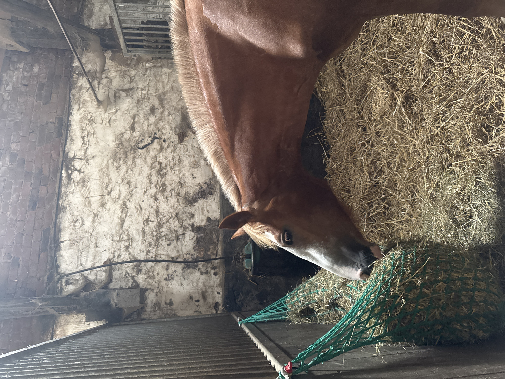 The image shows a brown horse in a stable. The horse is eating hay from a green net feeder. The stable has a brick wall and a dirt floor covered in hay. There is a metal gate in the background. The image appears to be taken in a rural setting, possibly on a farm. The specific location in Estaimpuis, Belgium cannot be determined from the image alone, as the image does not contain any identifying landmarks or signage.