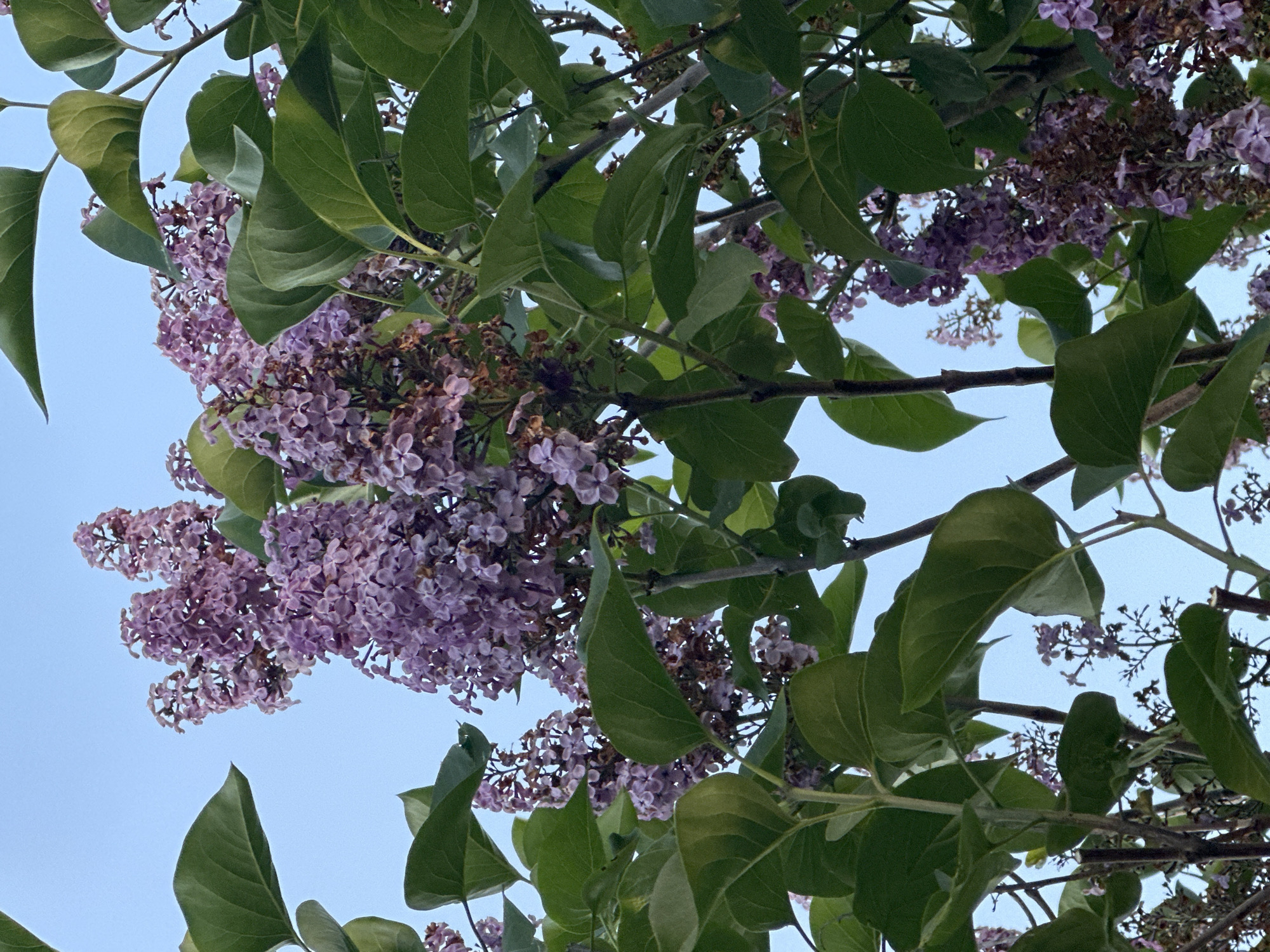 The image is a view looking up into a lilac bush. Large green leaves are interspersed with clusters of light purple lilac flowers. The sky is a pale blue and visible in the spaces between the leaves and flowers. There are no people in the image. The location, Minsk, Belarus, is not discernible from the image alone.