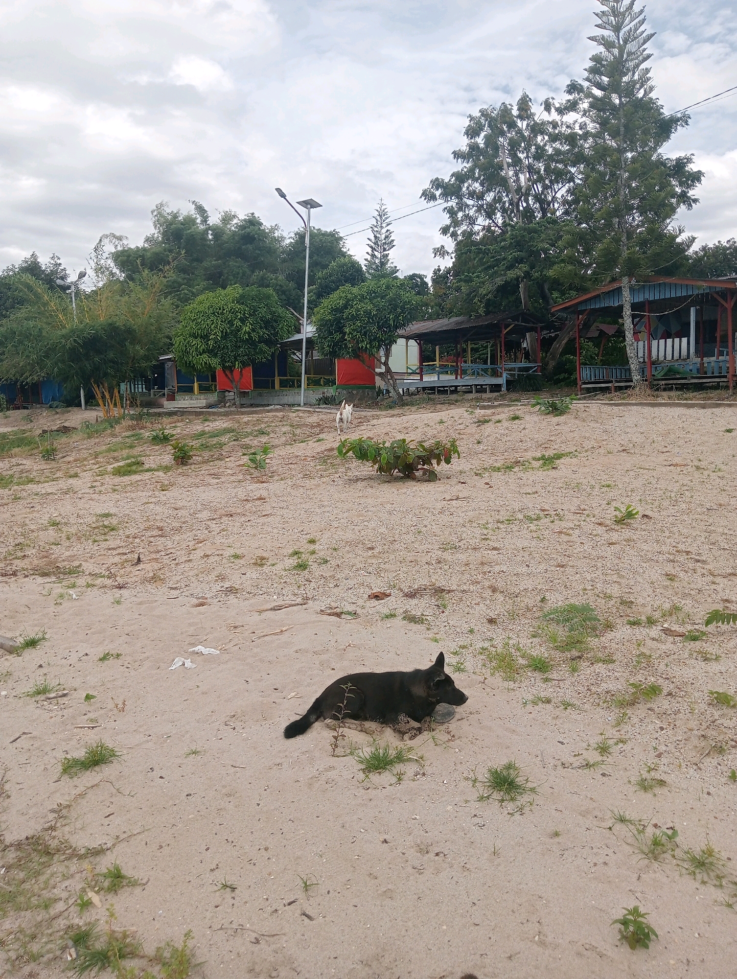 A black dog is lying on a sandy beach in Lumban Bul Bul, Indonesia. The dog is in the foreground, facing left. In the background, there are several wooden buildings with colorful awnings, some trees, and a cloudy sky. There are also a few scattered pieces of trash on the beach. Another white dog is visible further in the background, near the buildings.