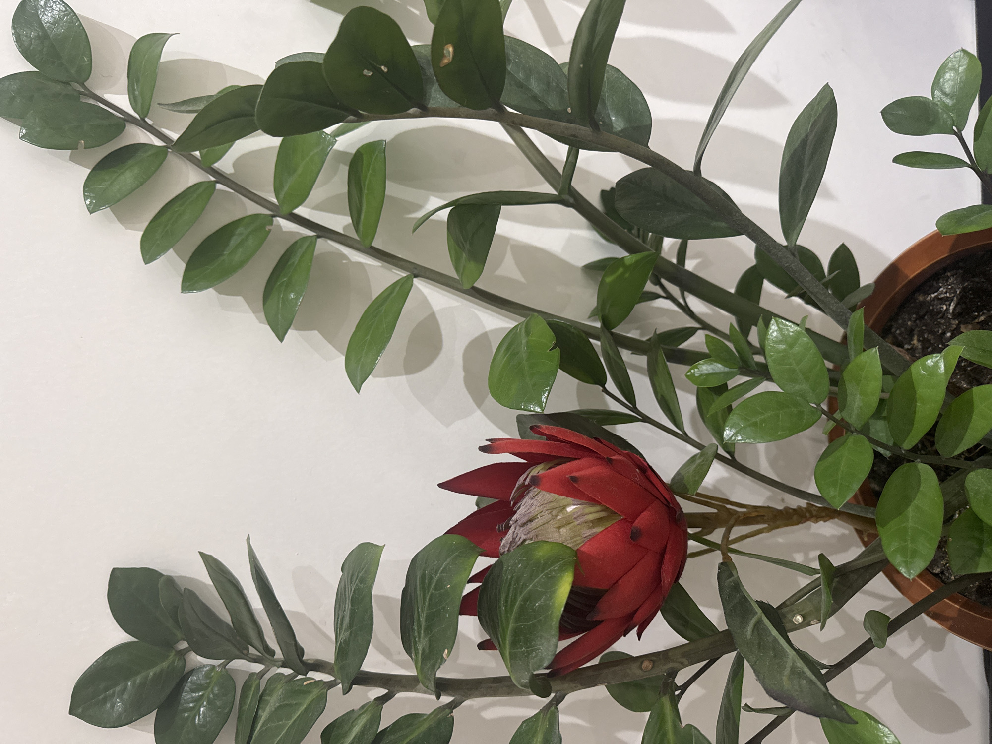 The image shows a red protea flower with green leaves from a ZZ plant in a terracotta pot against a white wall. The protea has a central crown of pale yellow and grey stamens surrounded by bright red bracts. The ZZ plant has thick, upright stems with glossy, dark green oval-shaped leaves arranged in pairs. The background is a plain white wall with soft shadows cast by the plant. The setting is indoors. The image is cropped tightly on the plant and flower.