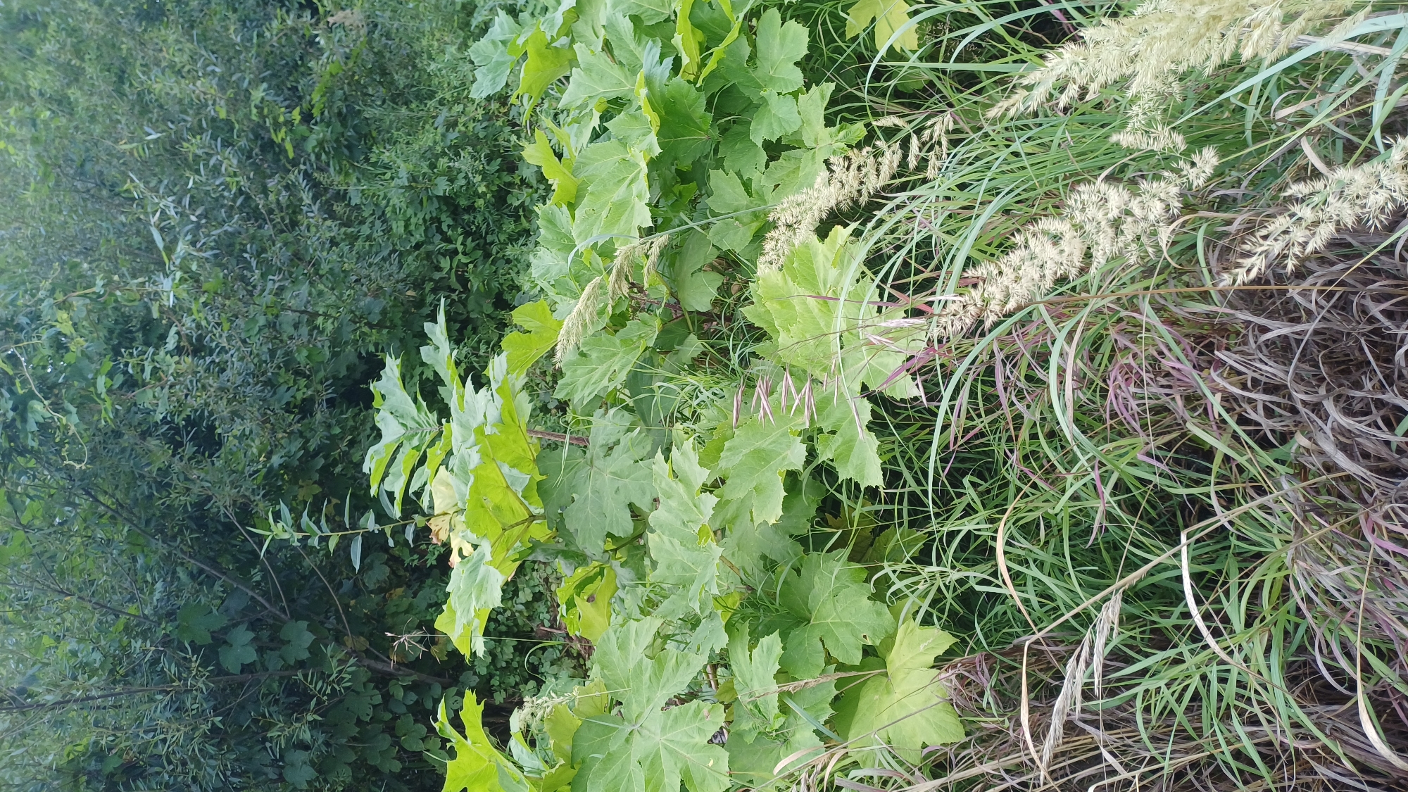 A photograph taken in Pirogovo, Russia, captures a dense, overgrown natural area dominated by lush green foliage and tall grasses. In the foreground, large, palmate leaves of a plant, possibly a type of giant rhubarb or burdock, are prominent. These leaves are a vibrant green and spread widely, some reaching towards the camera. Interspersed with these large leaves are various types of tall grasses and some dry, brown vegetation, creating a layered effect.
The middle ground of the image is filled with more of these large-leaved plants and a variety of grasses, some of which have feathery seed heads that are a pale cream or yellowish color. There are also hints of reddish-purple stems among the green grasses.
The background consists of a dense wall of trees and shrubs, creating a dark green, almost impenetrable mass. The leaves in the background are smaller and more varied in shape and shade of green compared to the foreground plants. The overall impression is one of a wild, untamed landscape, possibly a neglected garden, a forest edge, or a roadside verge in a rural or semi-rural setting within Pirogovo. The lighting suggests it is daytime, with the sun filtering through the leaves, creating some dappled light and shadows. No people or animals are visible in the image.