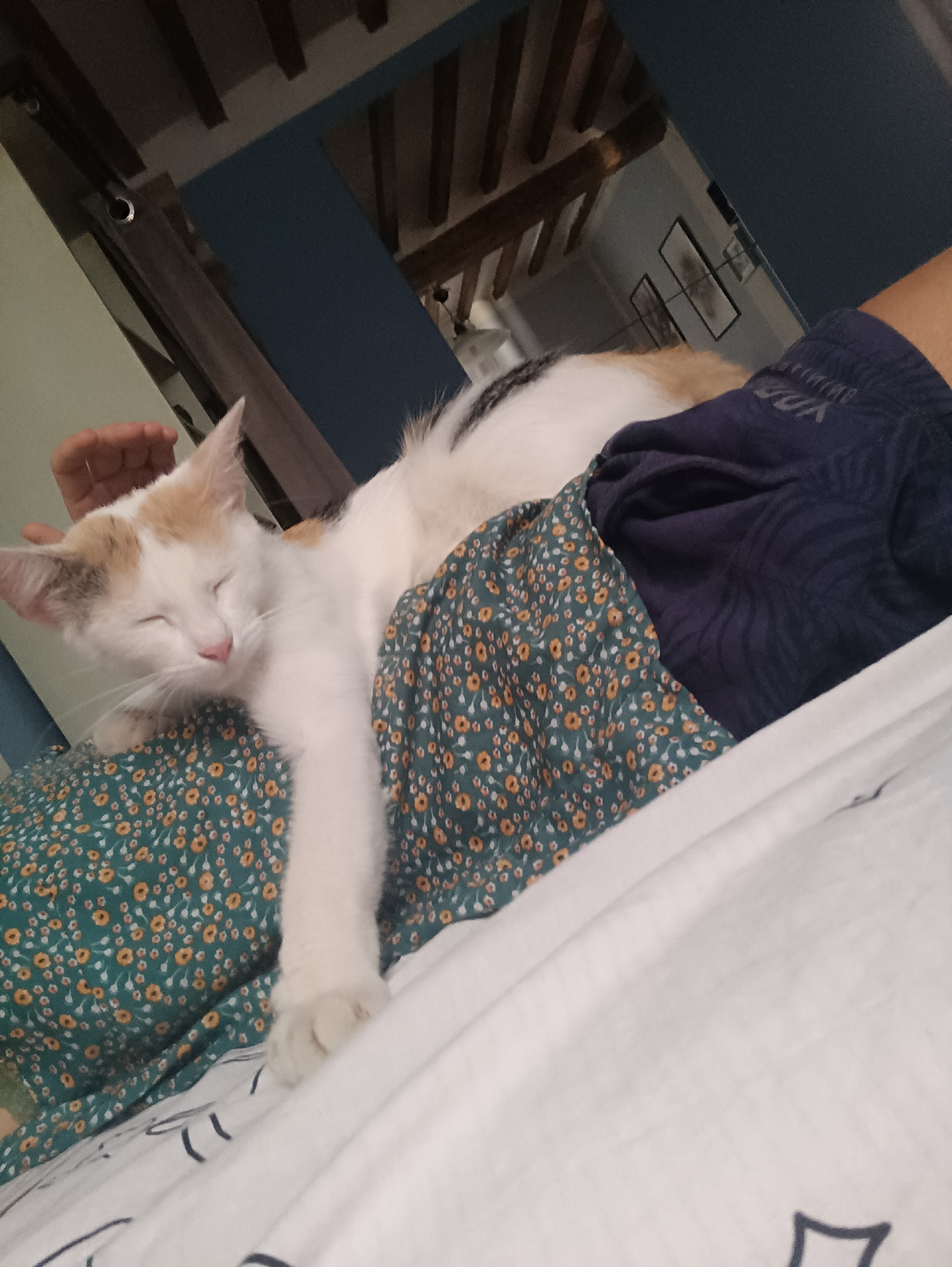The image depicts a calico cat sleeping on a person's lap. The cat is white with patches of orange and black. Its eyes are closed, and its body is relaxed, draped over the person's legs. The person is wearing dark blue shorts with a subtle pattern. The background suggests an indoor setting with a blue wall and wooden beams on the ceiling, characteristic of a rustic interior. The overall scene conveys a sense of comfort and domestic tranquility. This image was taken in Viadana, Italy.