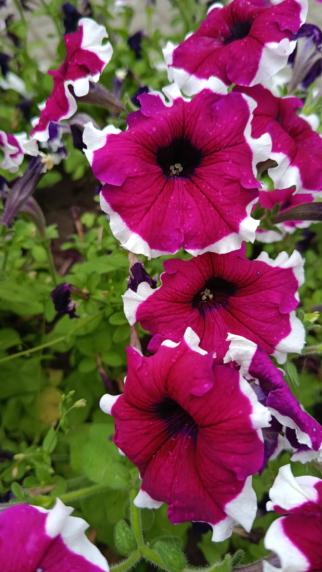 A close-up, vertical shot showcases a cluster of vibrant, magenta and white petunias in full bloom. The flowers, with their distinct trumpet shapes and ruffled white edges, are speckled with tiny water droplets, suggesting recent rain or watering. The central parts of the flowers are a deep, dark purple-black. The background is a soft blur of green foliage and other flowers, some of which appear to be darker purple varieties. The image is well-lit, with natural light highlighting the textures and colors of the petals. The specific location in Kostanay, Kazakhstan, cannot be determined from the image itself.