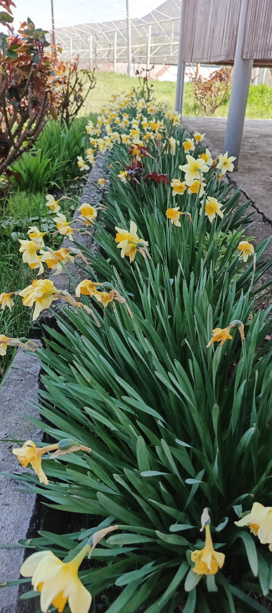 A vibrant outdoor scene in Berdavan, Armenia, captures a long, flourishing flower bed densely planted with yellow daffodils. The daffodils display bright yellow petals with deeper yellow or orange trumpet-shaped coronas, appearing in various stages of bloom; some are freshly opened and upright, while others show signs of fading with slightly wilted petals. Their abundant, sword-like green leaves form a lush, verdant base for the blossoms.
The flower bed is bordered on the left by a dark gray, textured stone or concrete curb. Adjacent to the daffodils on the right is a lighter gray paved or concrete surface, likely a path or walkway. In the background, the landscape extends to reveal a large, light-colored metal framework structure, possibly a greenhouse or vineyard trellises, stretching across the mid-ground. Beyond this structure lies a green grassy field and distant hills beneath a bright sky. On the far right, a portion of a building or screen with vertical wooden slats is partially visible. On the far left, a shrub with reddish-brown foliage adds variety to the planting.
The image depicts a tranquil daytime scene, characterized by soft natural light and no harsh shadows, suggesting either morning or late afternoon. The setting exudes the fresh beauty of spring in a rural or semi-rural environment, consistent with agricultural activity. No people are present, and there is no visible text.