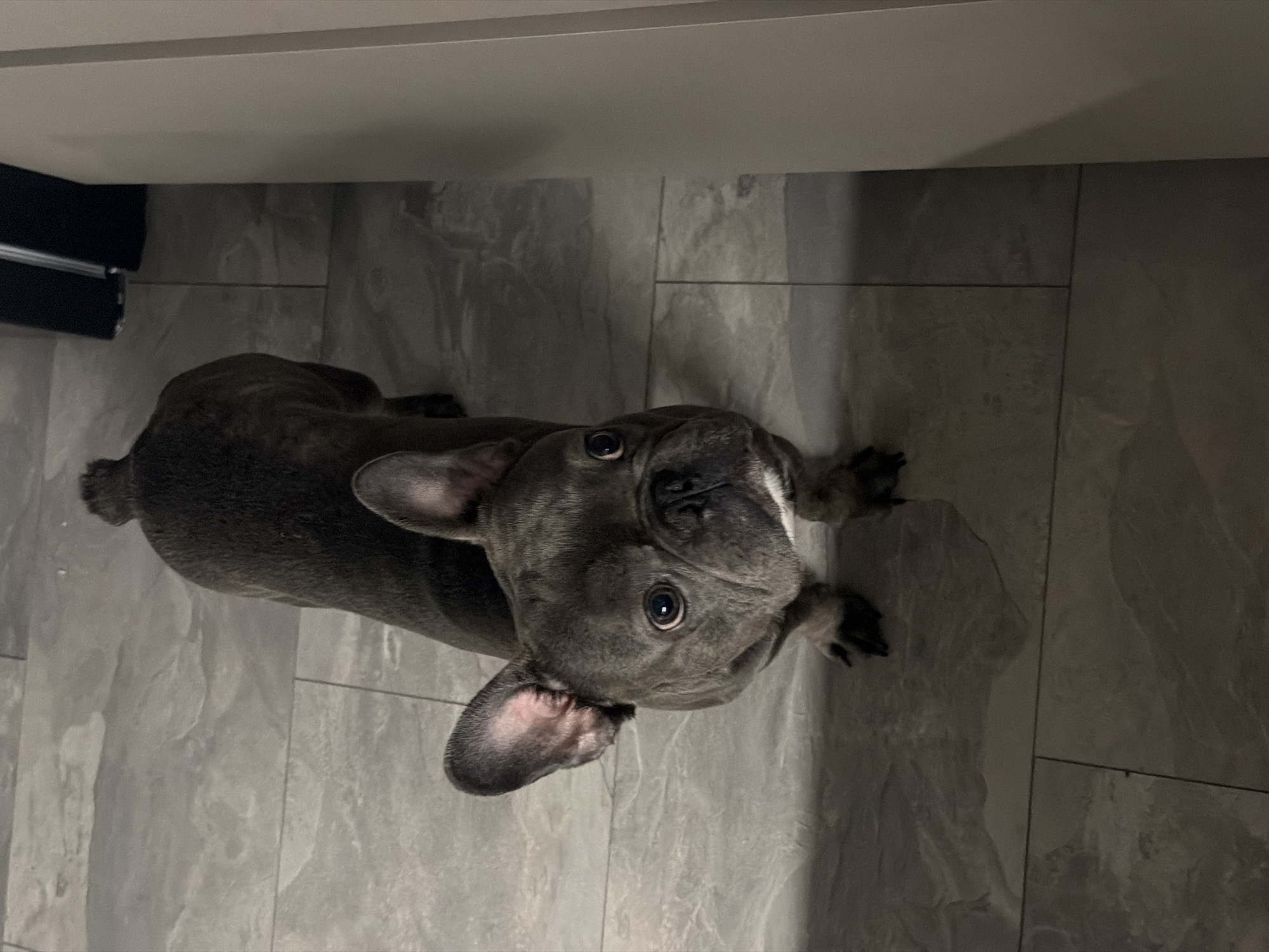 An eye-level, medium shot captures a blue merle French Bulldog standing on a tiled floor. The dog is facing the camera with its head tilted slightly upwards. Its eyes are wide and dark, and its ears are erect and pointed. The dog's body is a dark grey color with brindle markings. The floor is covered in large, square grey tiles with a marble-like pattern. To the right of the dog, a plain, light-colored wall is visible, casting a shadow onto the floor. The background is dark, with some indistinct shapes suggesting furniture or appliances. There is no indication of the location within the city of Ruse, Bulgaria.