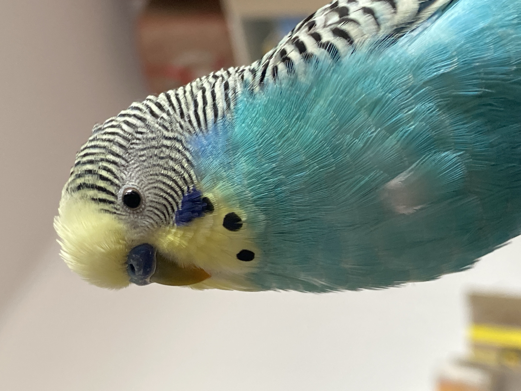 A close-up shot shows a parakeet. The bird has a head with black and white stripes, a yellow face, and blue feathers covering its body. It appears to be perched or standing in front of a blurred background. The location is Unknown, Unknown.