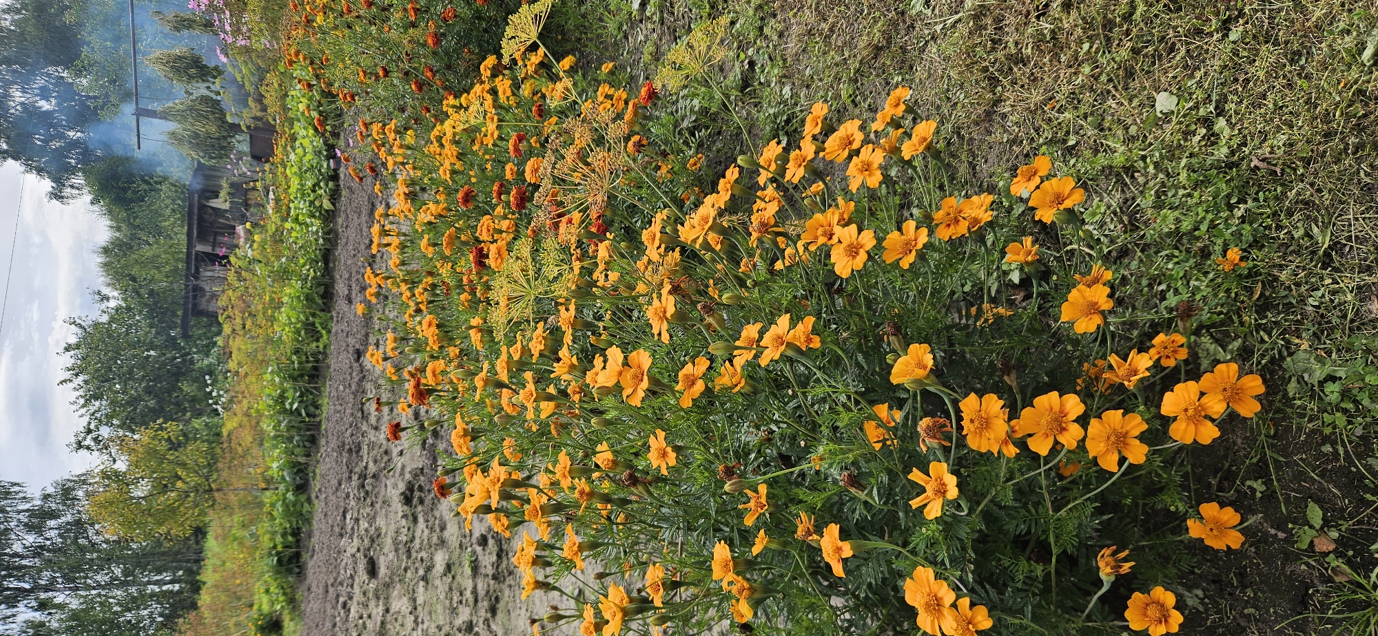 The image depicts a garden scene in a rural area, likely in the vicinity of Мазалаўскі сельскі Савет, Belarus. In the foreground, a dense cluster of bright orange marigolds dominates the frame, with some smaller red flowers interspersed. The marigolds are in full bloom, with their petals spread open. Behind the flowers, a patch of tilled soil is visible, suggesting recent gardening activity. Further in the background, lush green foliage and trees line the perimeter of the garden. A rustic wooden structure, possibly a shed or outbuilding, is partially visible amidst the greenery. Wisps of smoke rise from behind this structure, indicating an ongoing fire or activity. Dried bunches of herbs or plants are hanging from a wooden pole in the middle ground, suggesting drying or harvesting processes. The overall impression is of a lived-in, working garden, typical of a rural Belarusian setting. The sky is overcast with clouds, suggesting a mild or possibly rainy day. There are no people visible in the image.