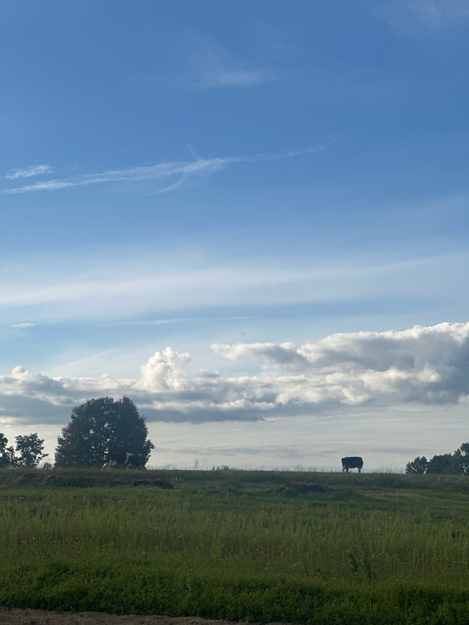 A wide-angle, eye-level outdoor shot captures a pastoral scene under a vast, blue sky with wispy clouds. The foreground is dominated by a field of tall, green grass with sparse white wildflowers. In the middle ground, a gentle incline leads to a grassy ridge. On this ridge, a solitary black cow stands facing away from the camera, silhouetted against the horizon. To the left of the cow, a large, dark green tree with a dense canopy is prominent. Further to the left, the tops of other trees are visible. The background consists of the expansive sky, with a band of fluffy, white clouds lower down, separating the sky from the landscape. The image appears to be taken in a rural setting, likely a pasture or farmland, in the region of Хацюхоўскі сельскі Савет, Belarus.