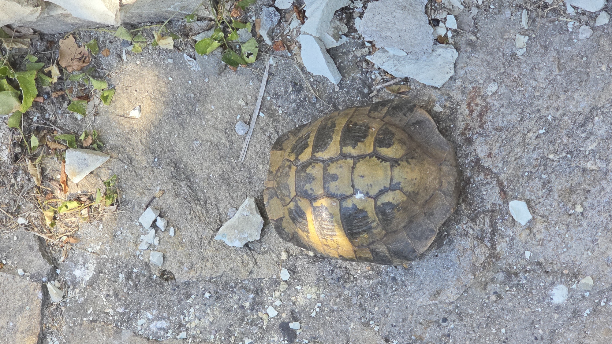 A top-down, eye-level medium shot captures the dorsal view of a tortoise shell resting on a rough, textured surface composed of grey rocks, dirt, and debris. The shell, predominantly yellow and black, is segmented into scutes and exhibits a slightly worn texture. Scattered around the shell are small, broken pieces of white and light grey rock, dry leaves, and twigs. In the upper portion of the image, a patch of green foliage and dried brown leaves is visible. The lighting suggests an outdoor environment with shadows cast on the ground, indicating sunlight. The scene is devoid of any human presence or discernible activity. The location is identified as Gorna Krepost, Bulgaria.